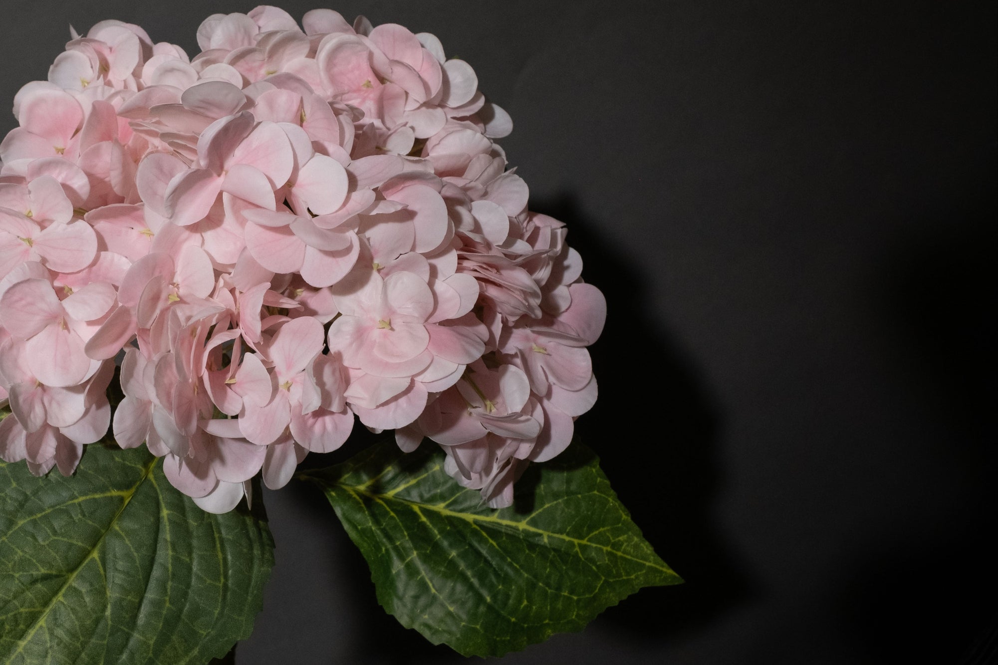 Hellrosa Hortensie