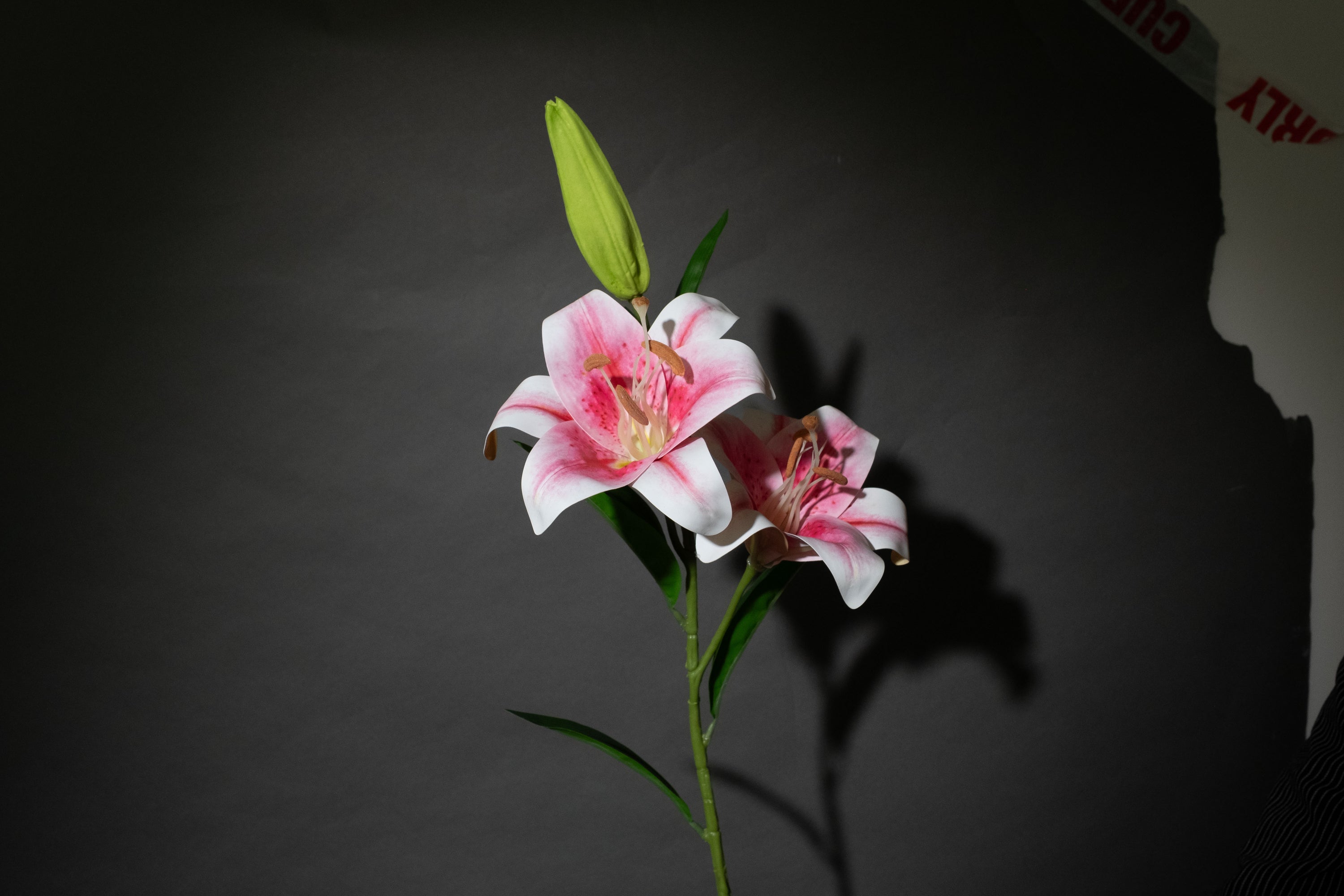 Rosa Lilie groß