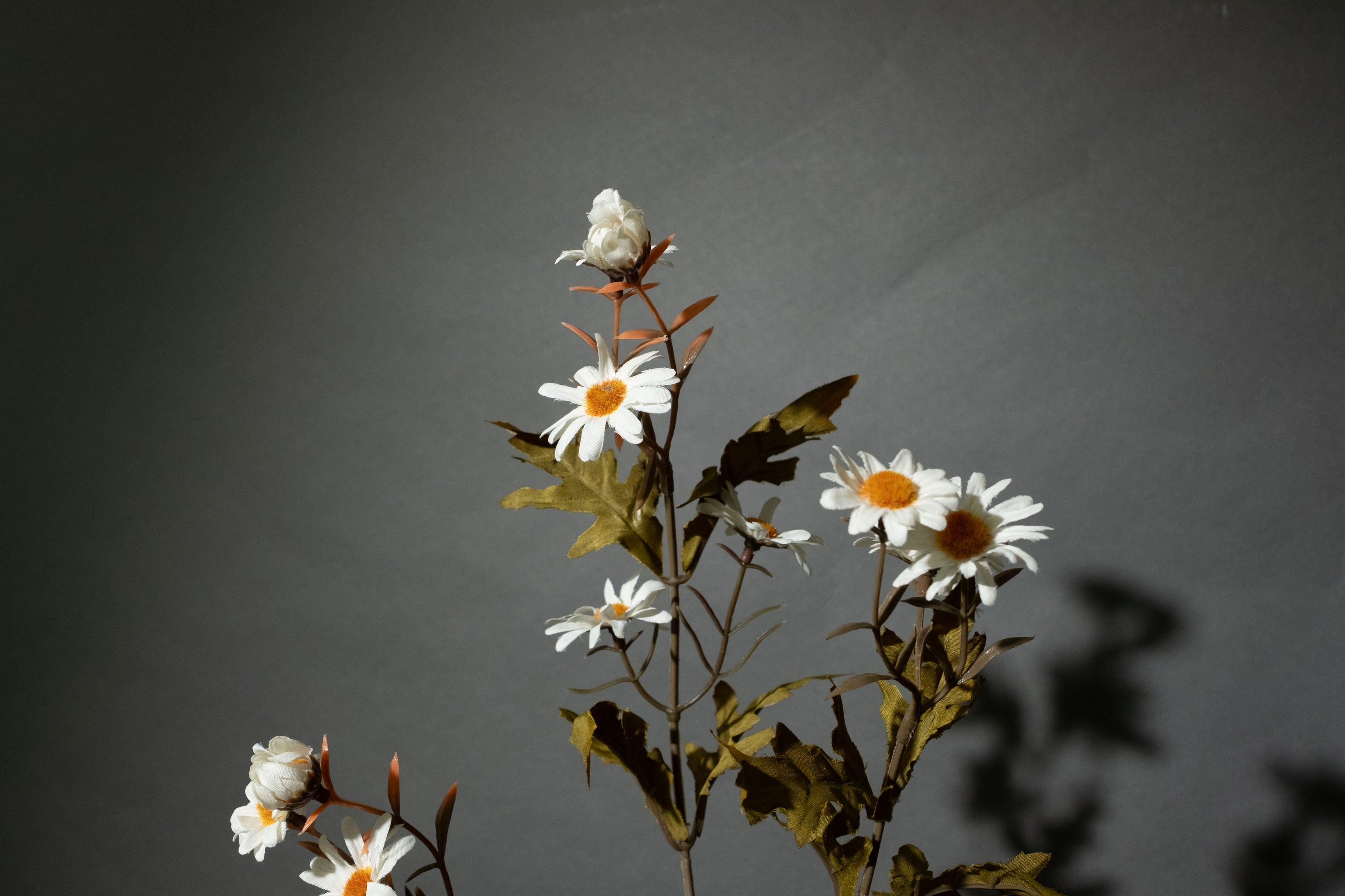 Weiße Gänseblümchen