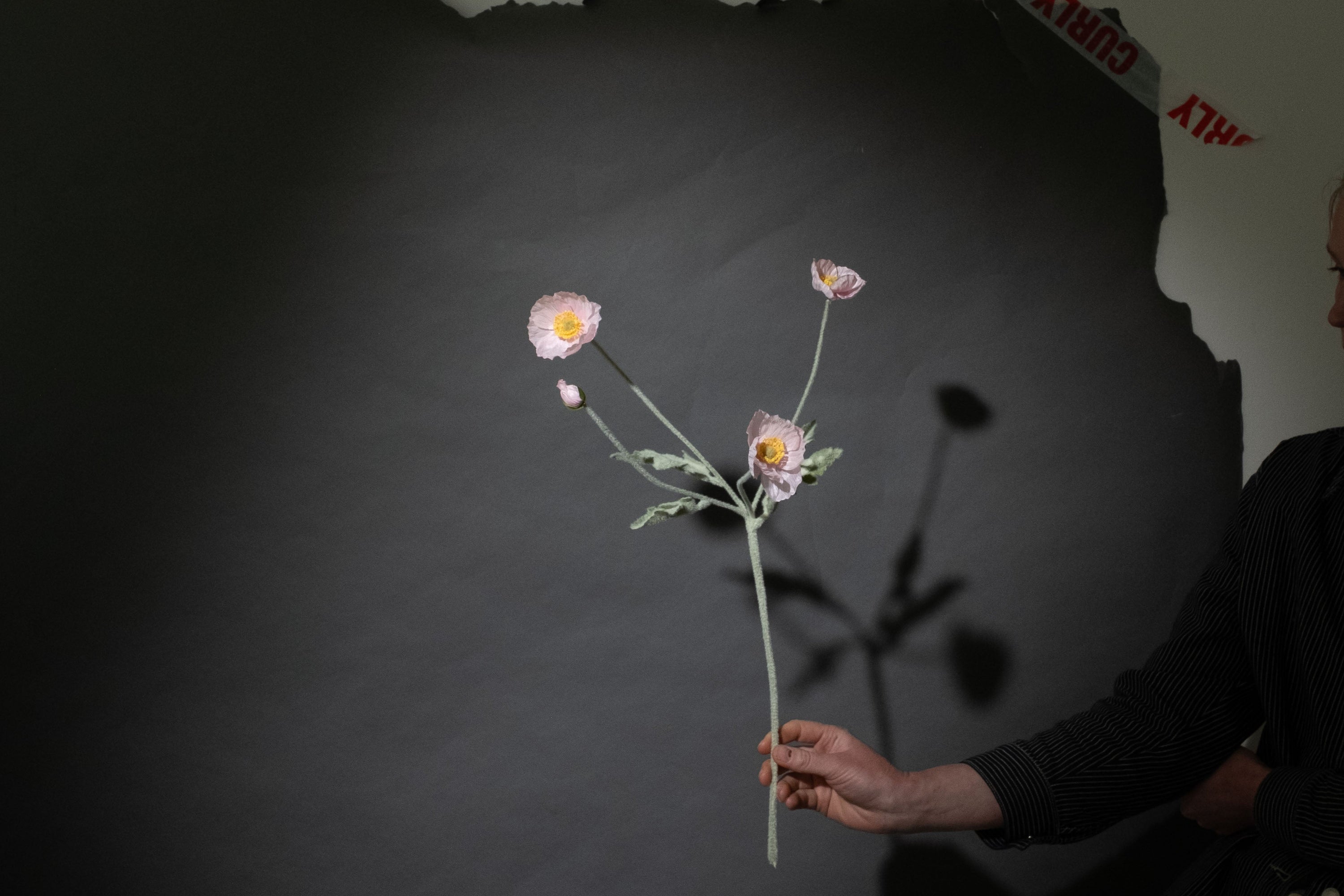 Hellrosa Mohnblume