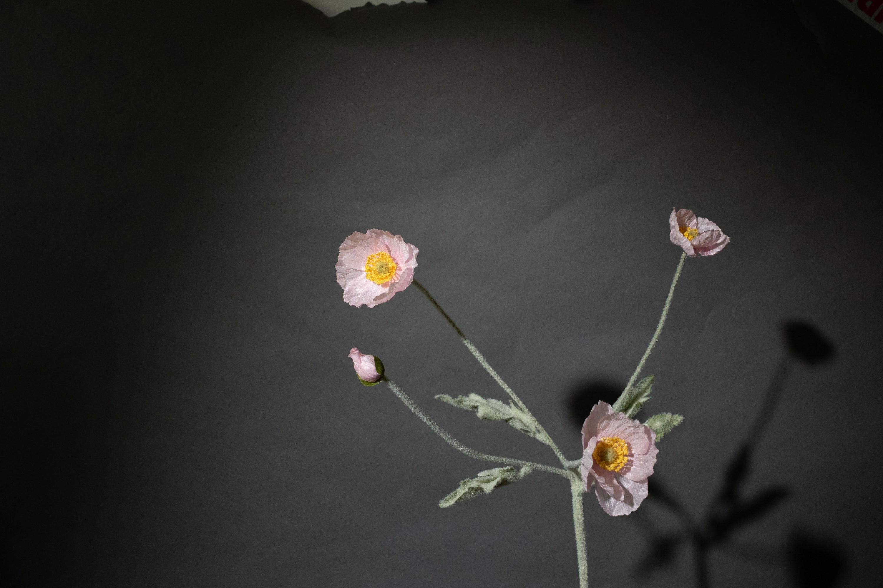 Weiße Mohnblume