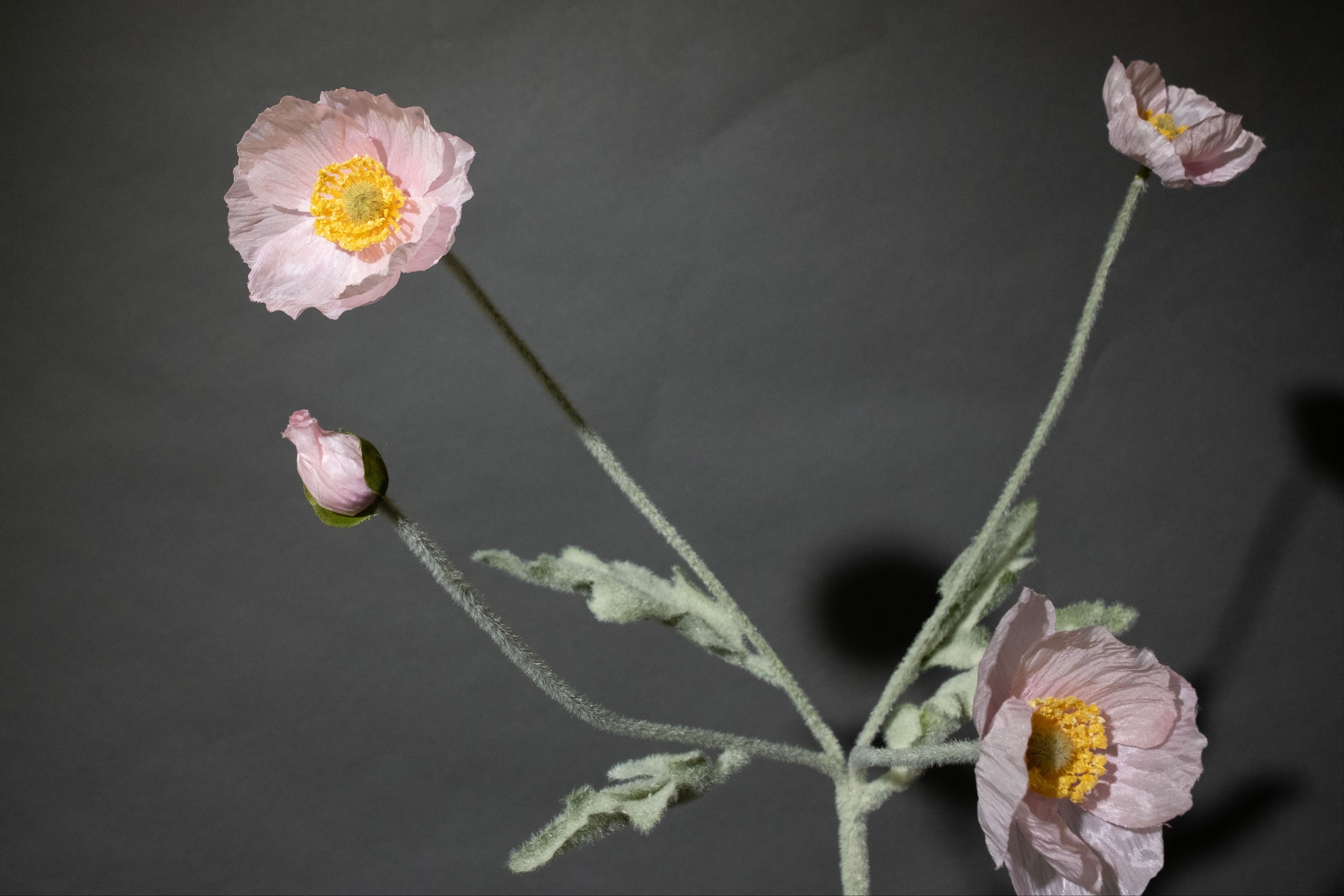 Hellrosa Mohnblume