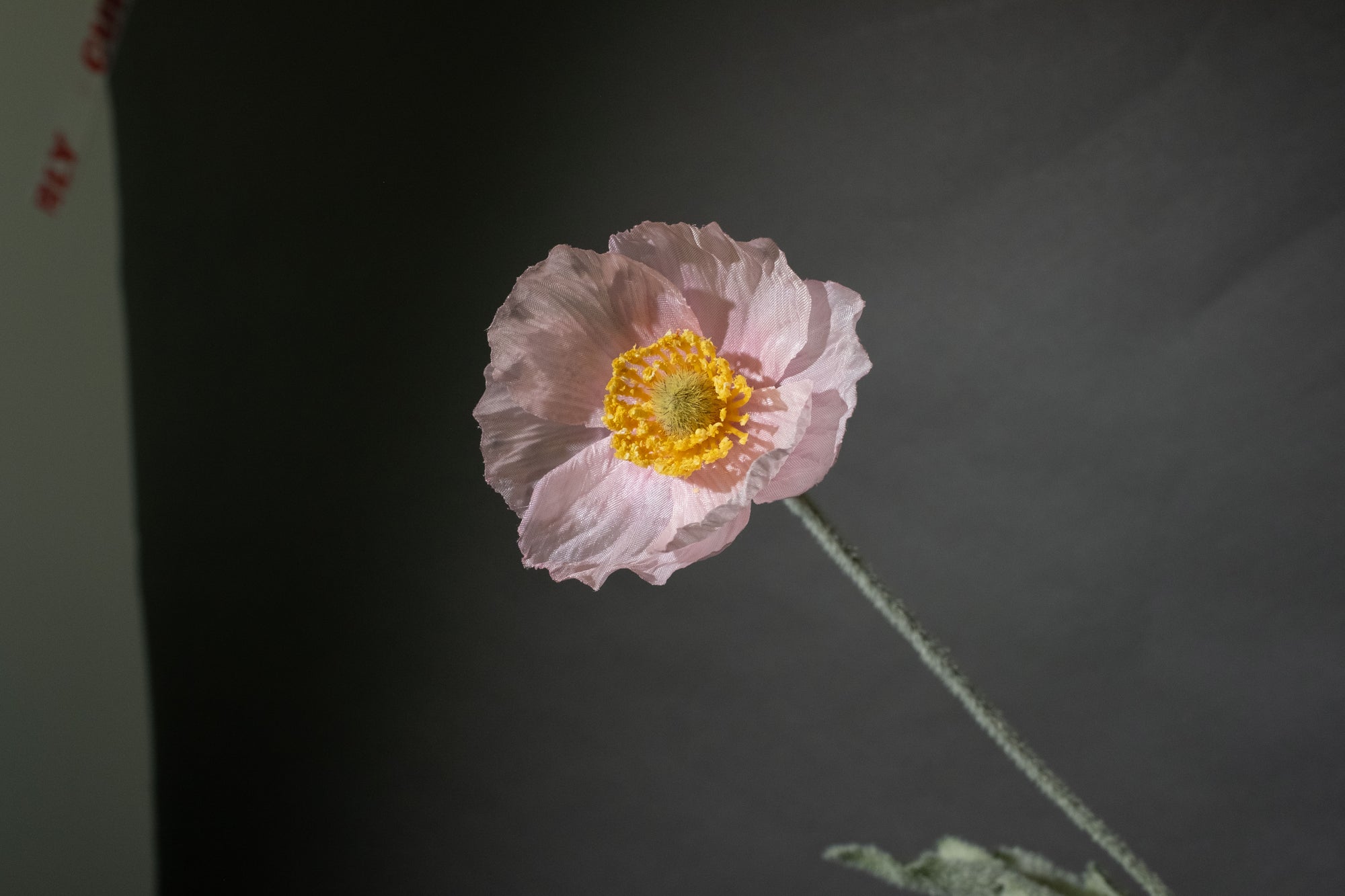 Hellrosa Mohnblume