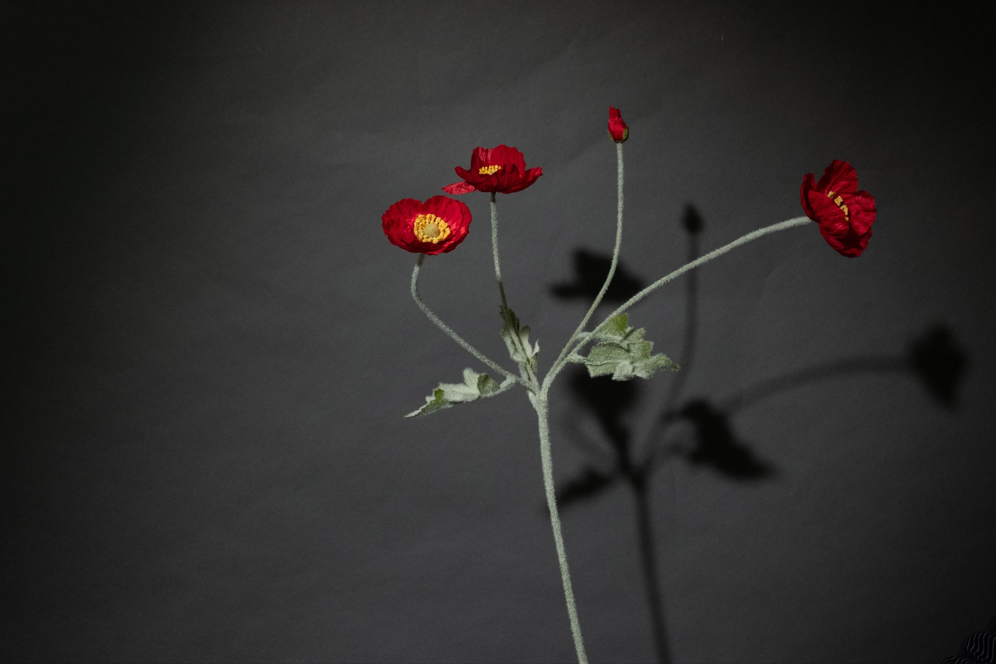 Rote Mohnblume