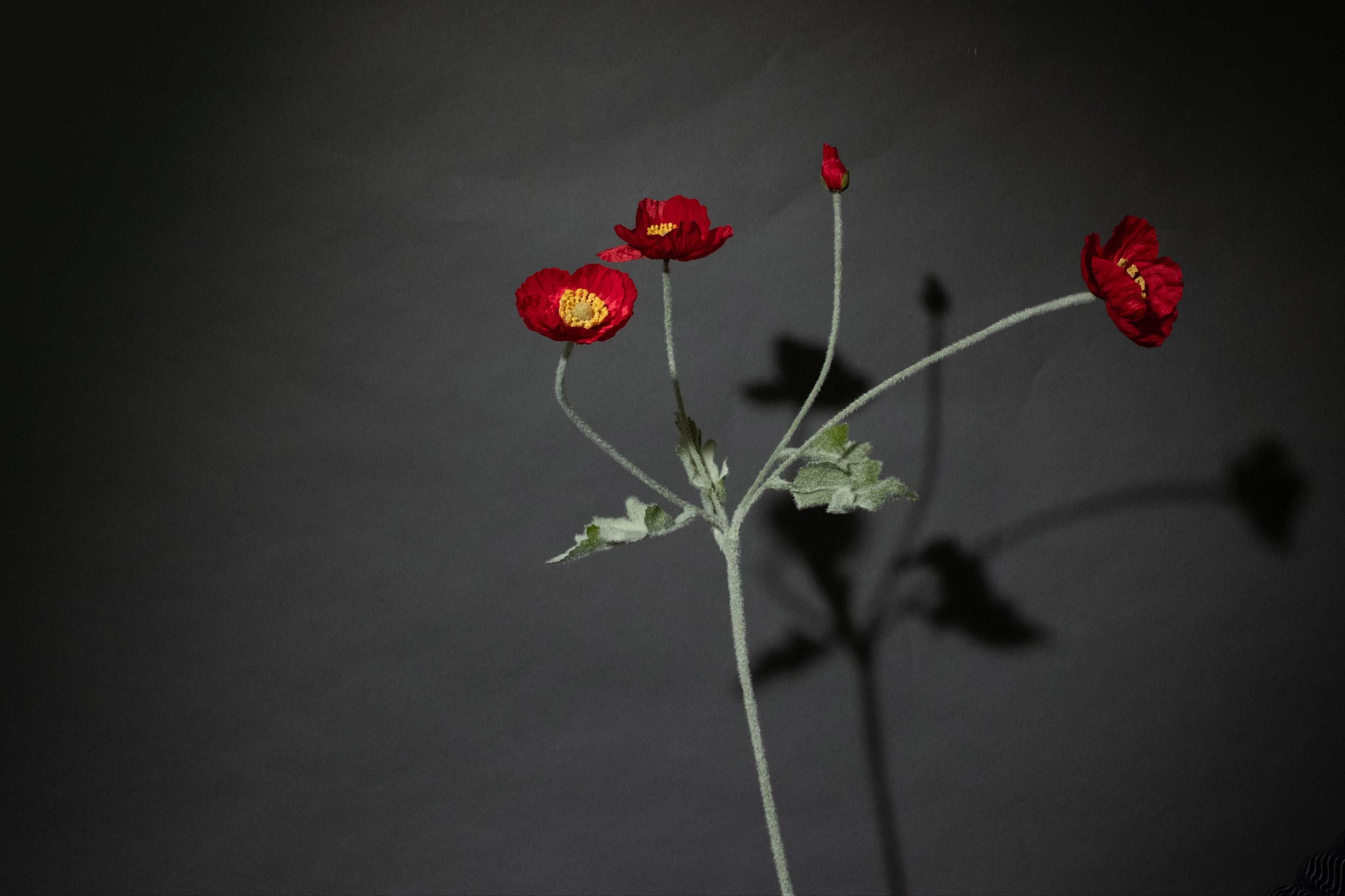 Rote Mohnblume