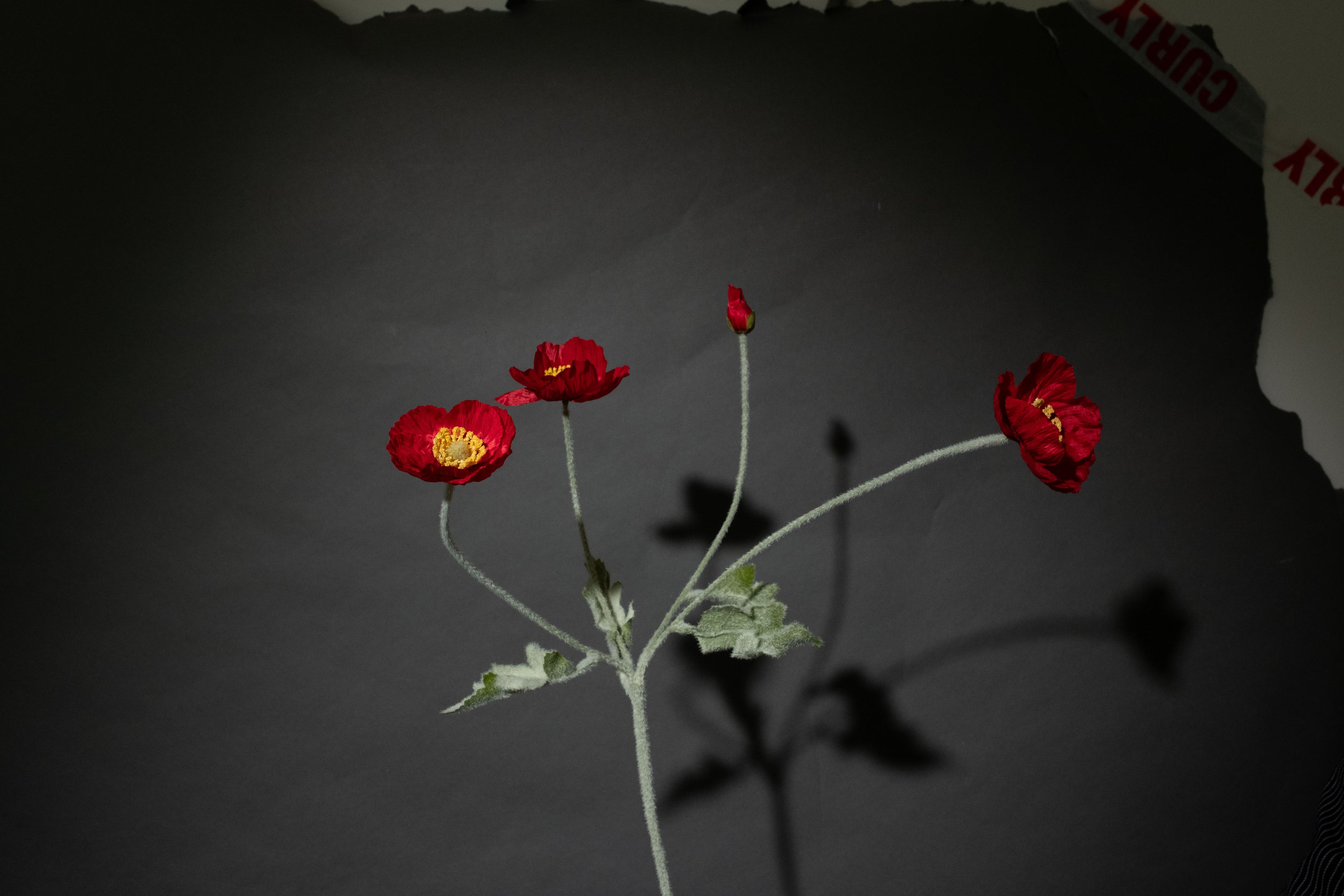 Rote Mohnblume
