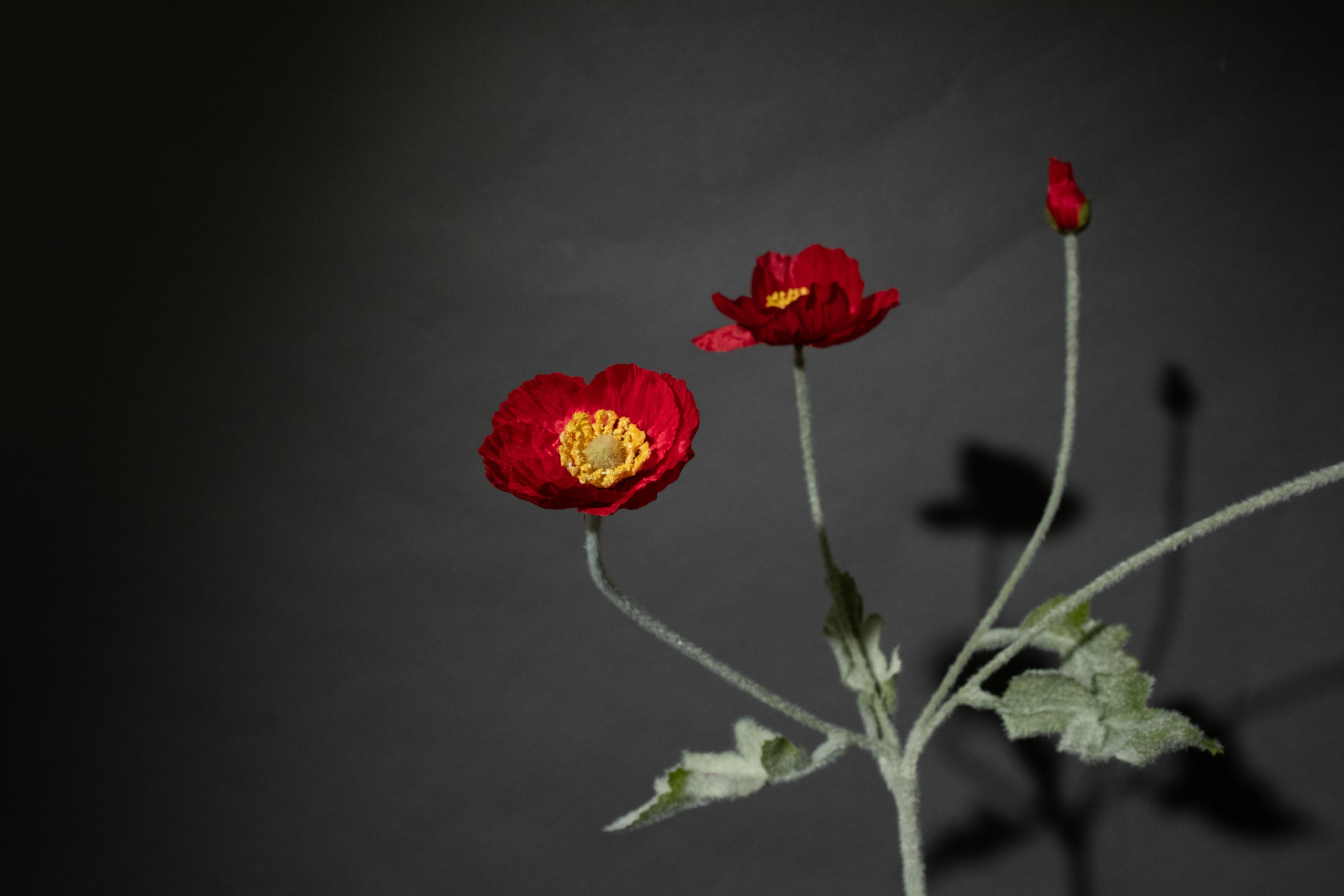 Rote Mohnblume