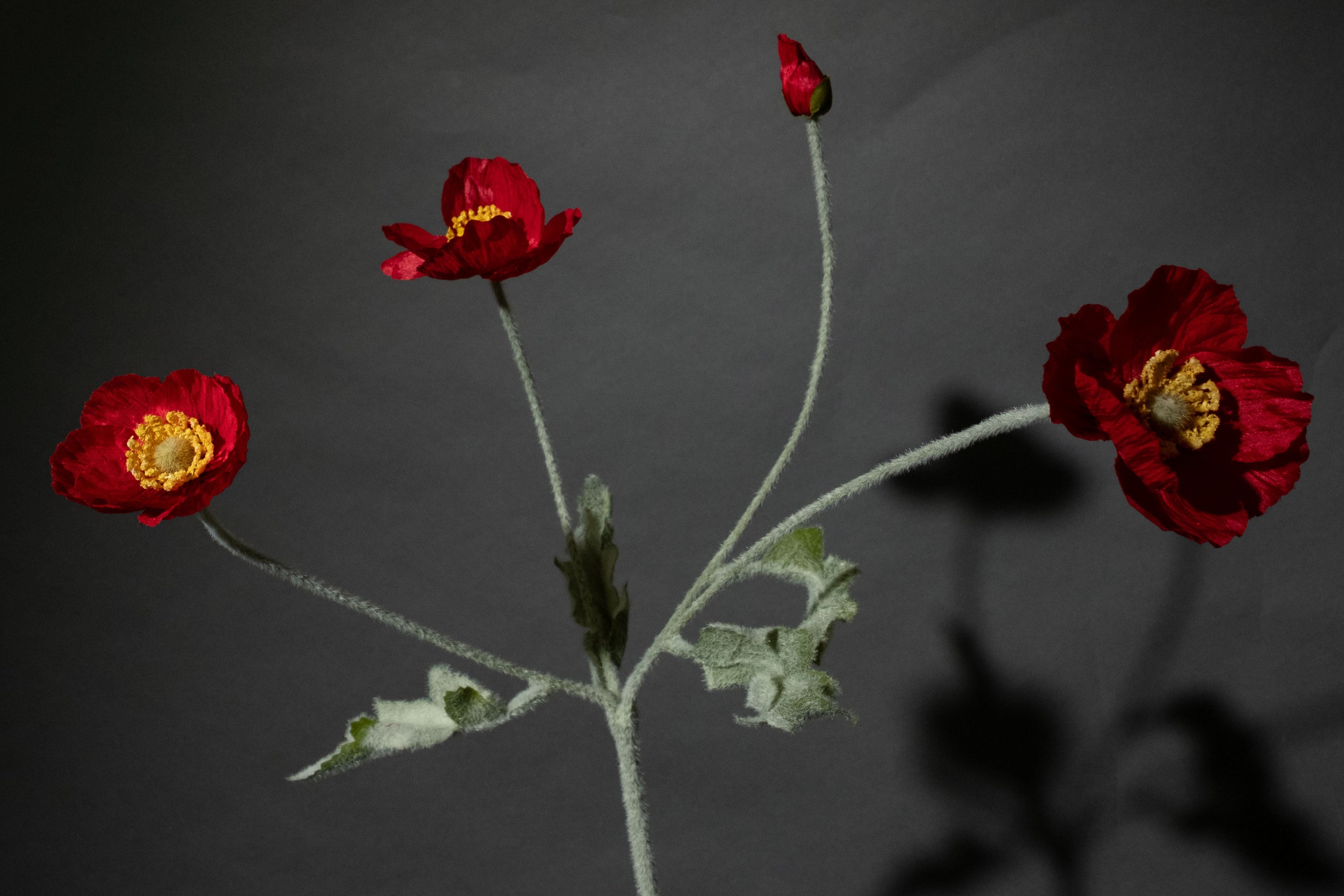 Rote Mohnblume