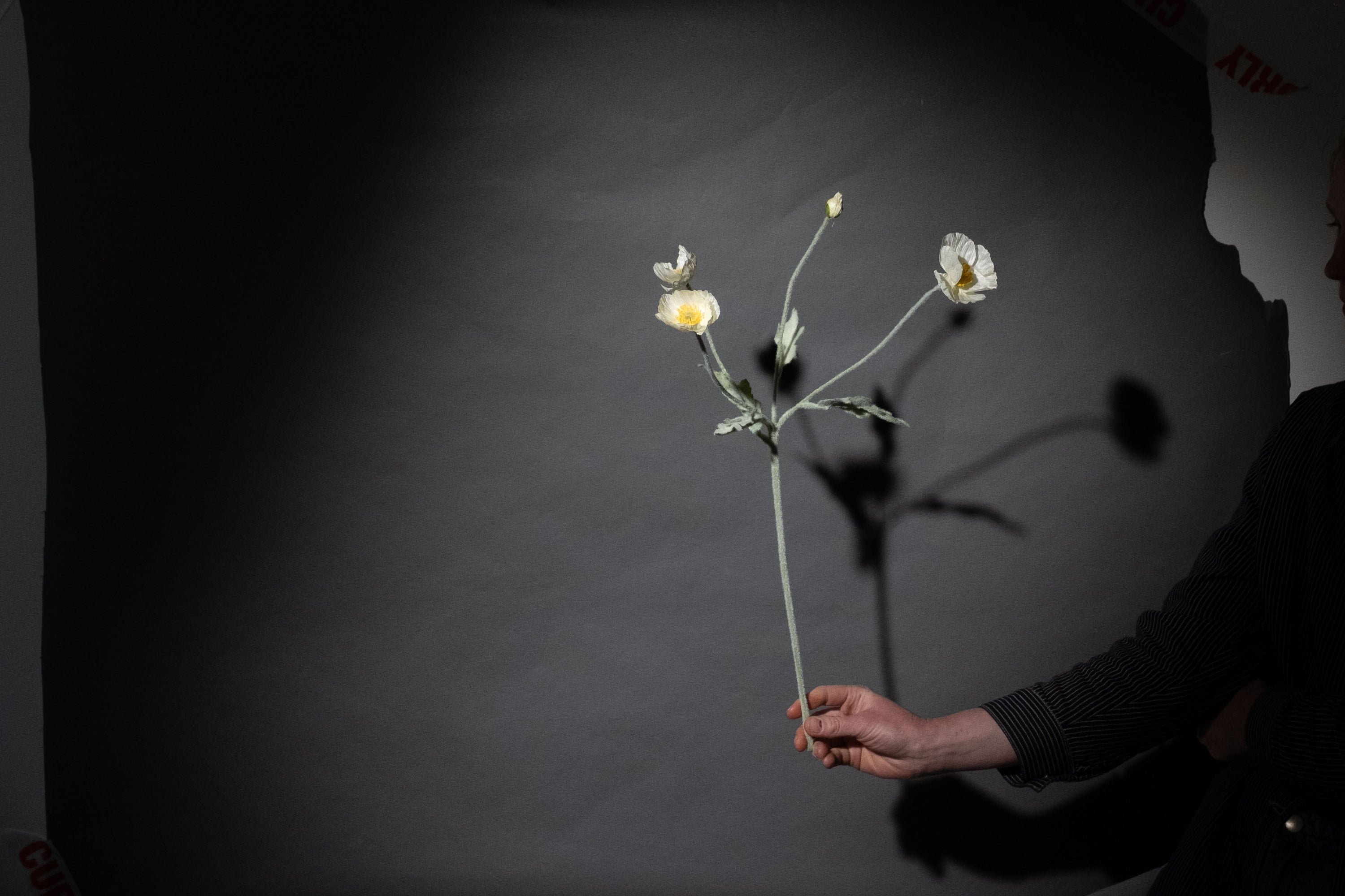 Weiße Mohnblume