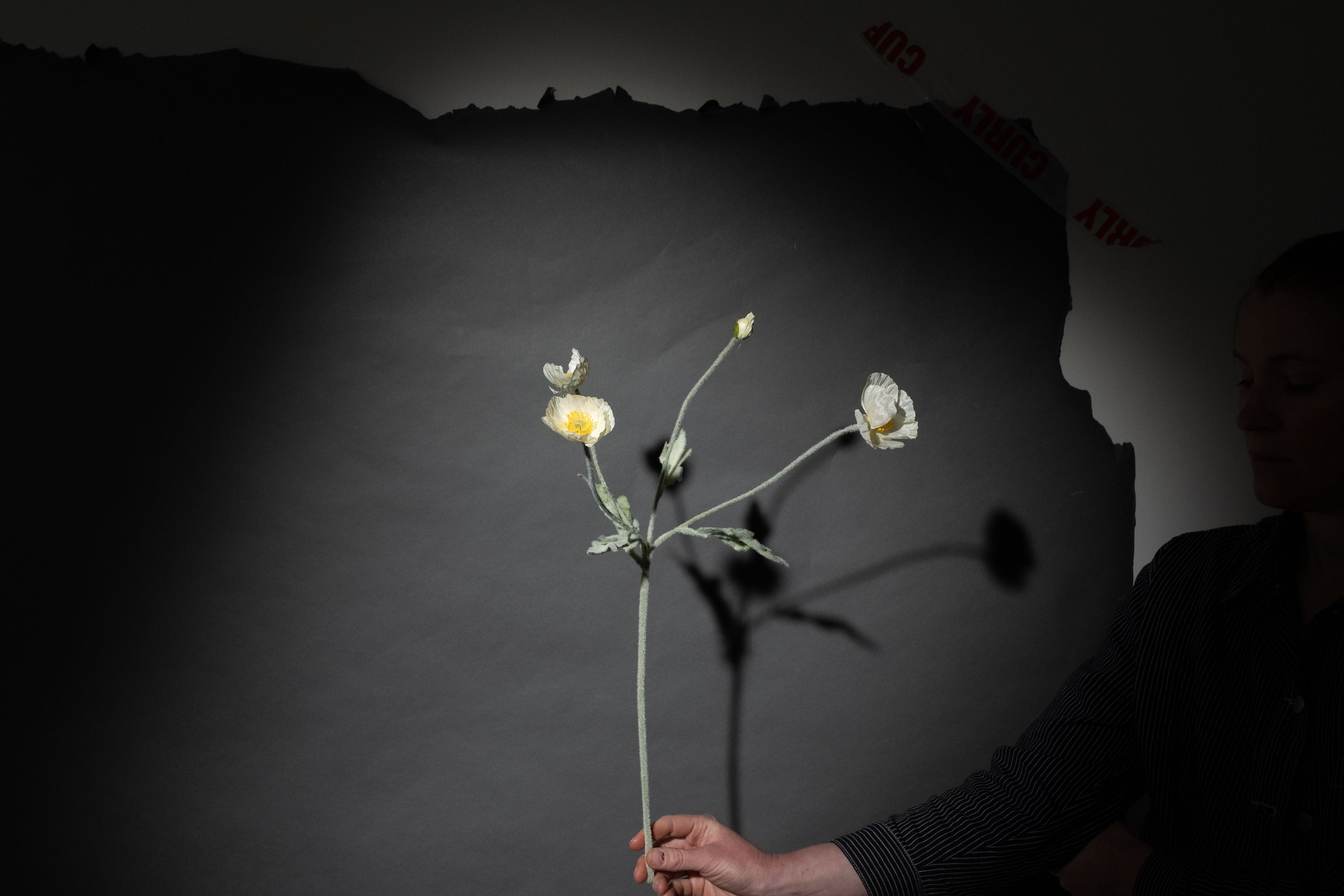 Weiße Mohnblume