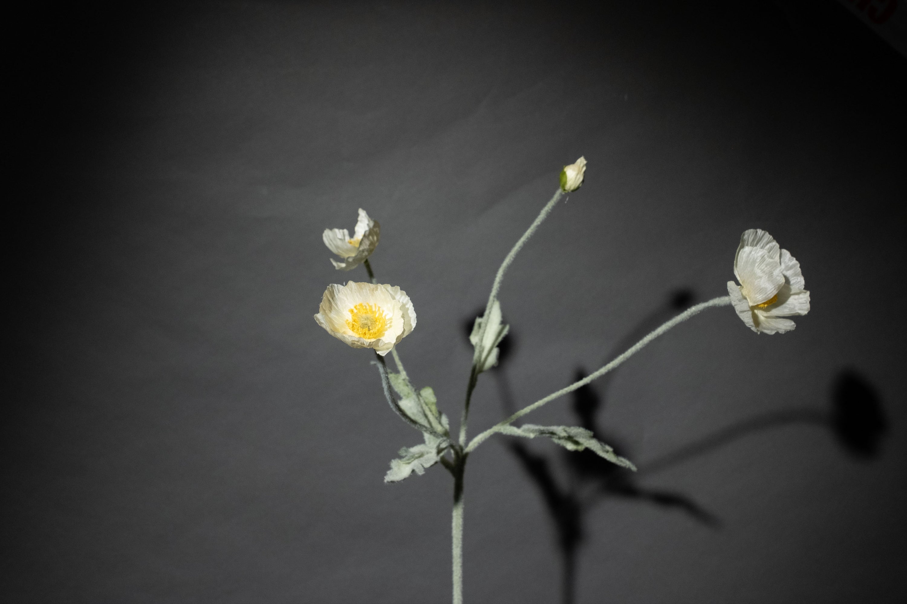 Weiße Mohnblume