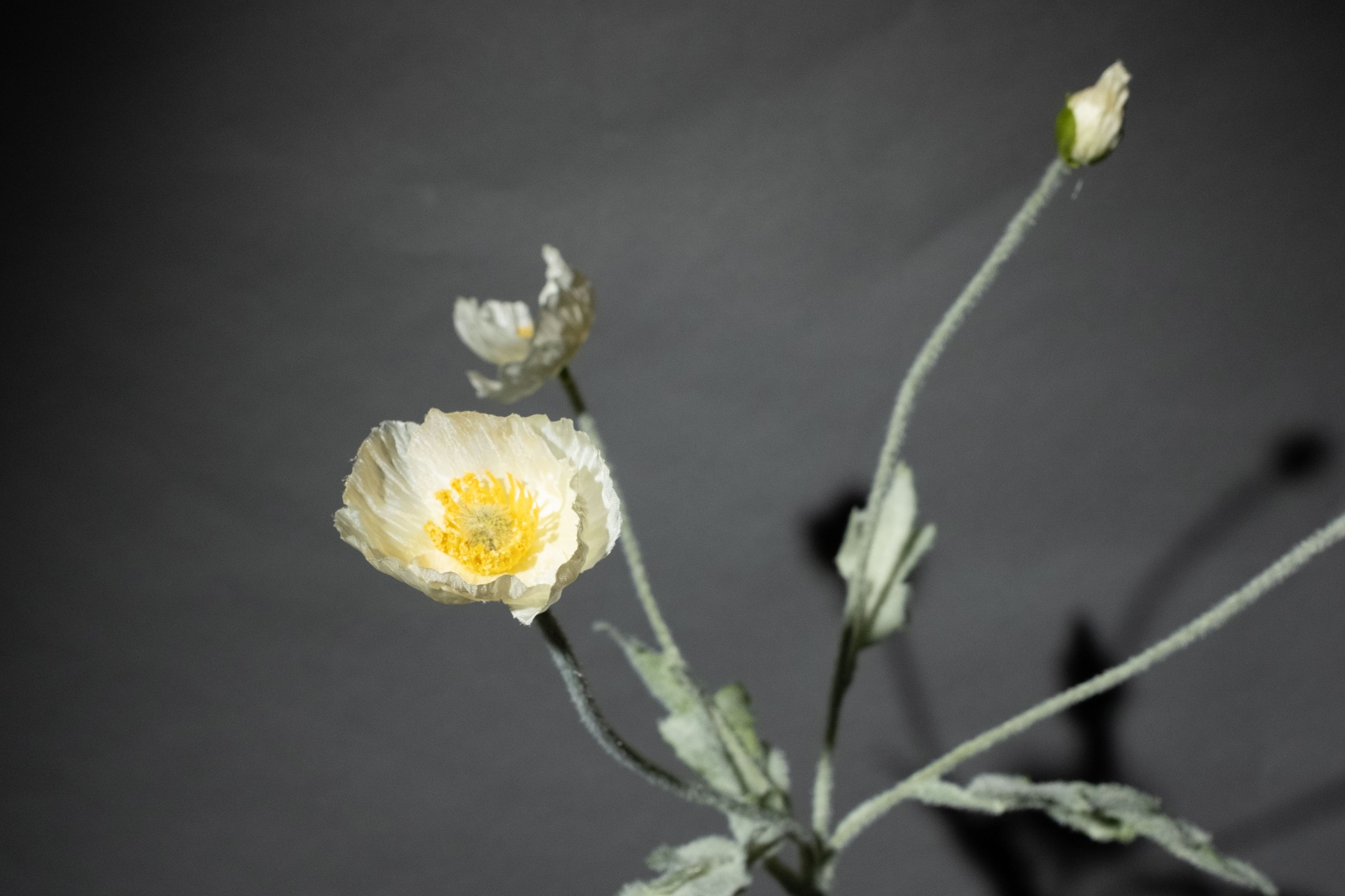 Weiße Mohnblume