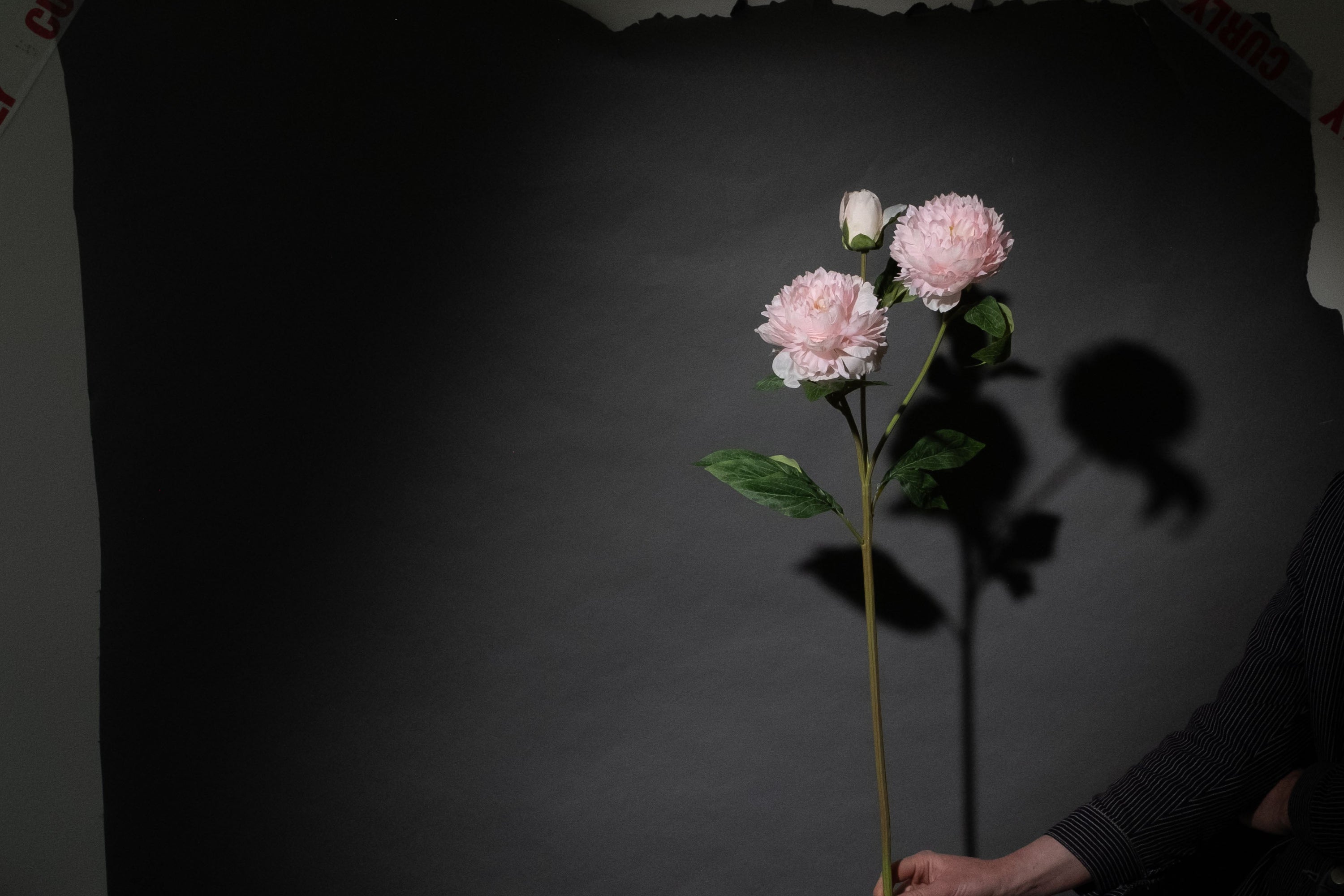 Rosa Pfingstrose mit drei Köpfen