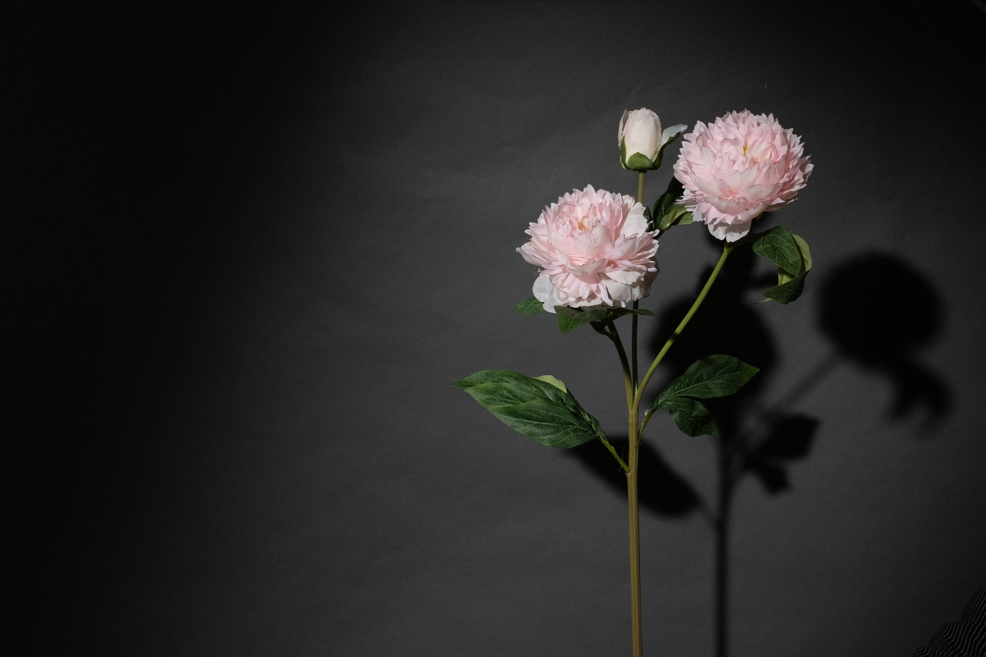 Rosa Pfingstrose mit drei Köpfen