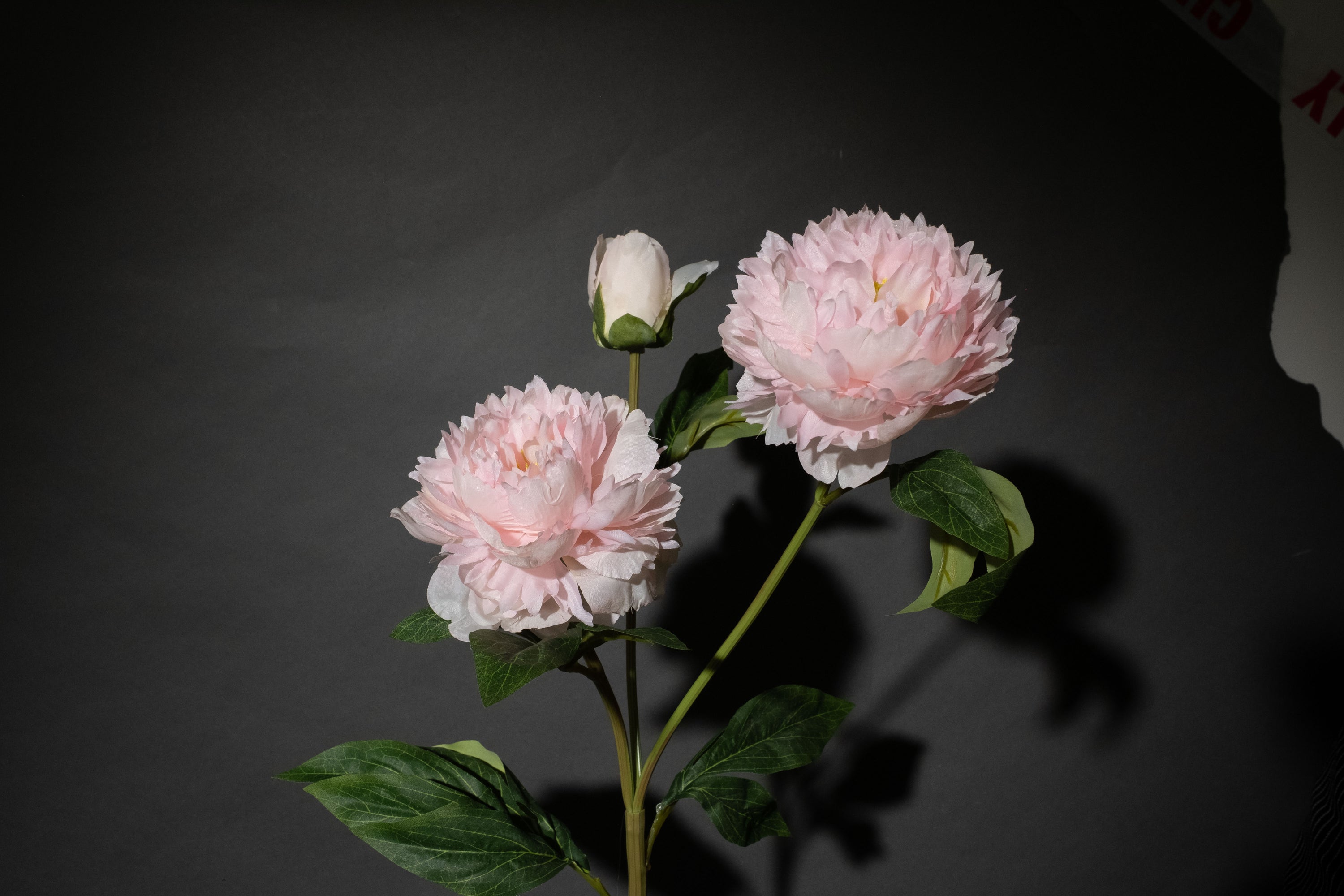 Rosa Pfingstrose mit drei Köpfen