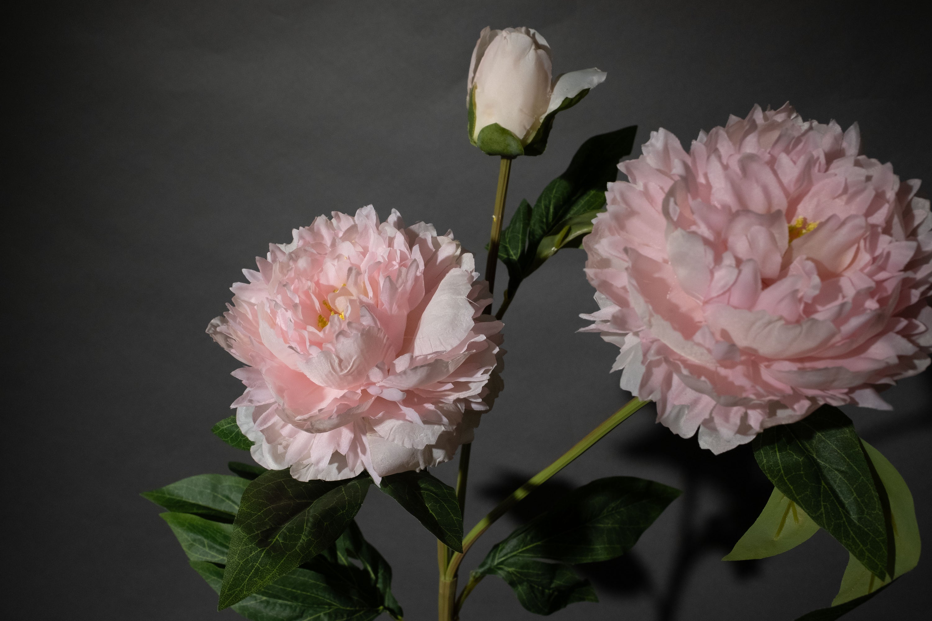 Rosa Pfingstrose mit drei Köpfen
