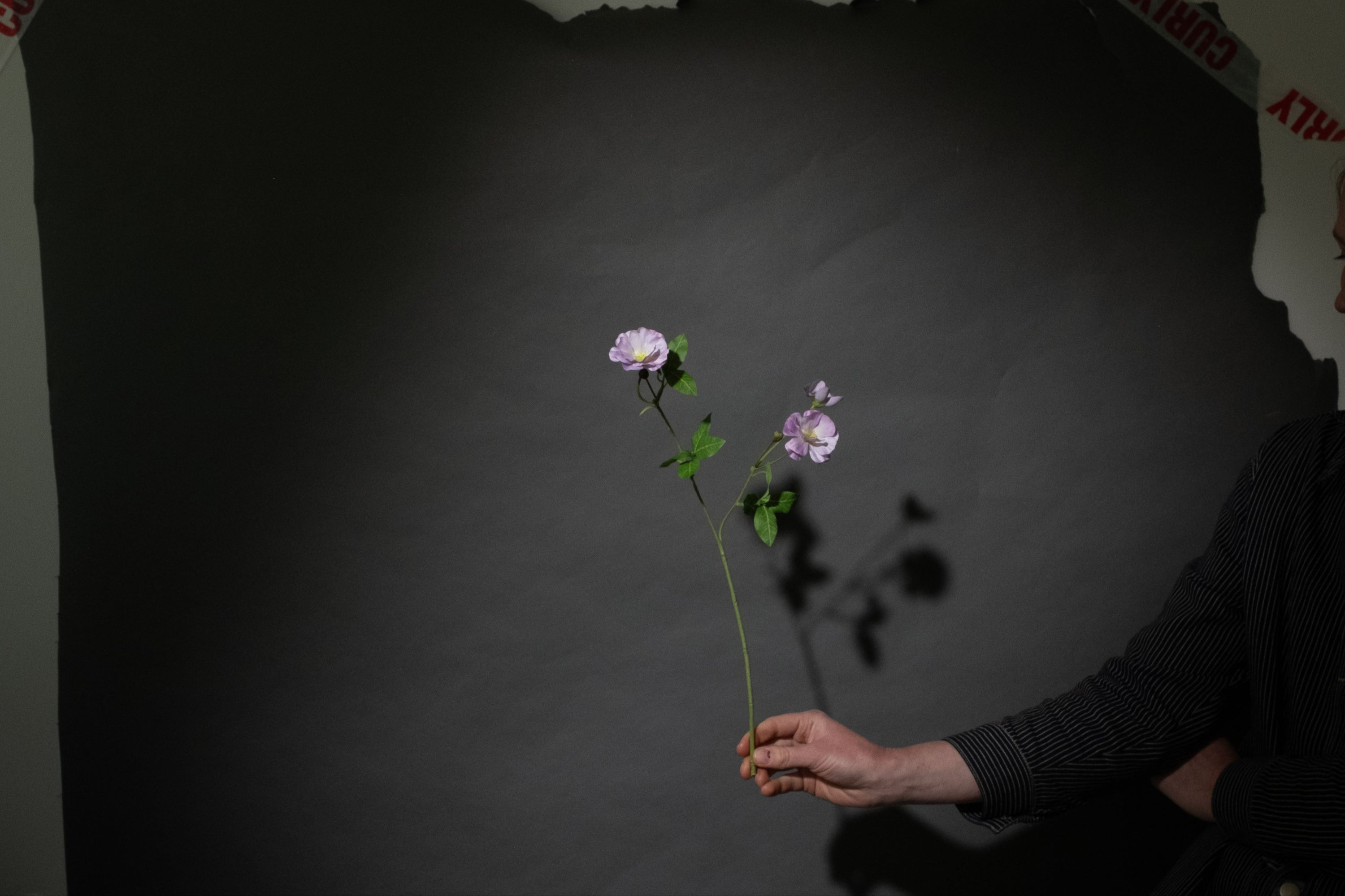 Lavendel Ranunculus
