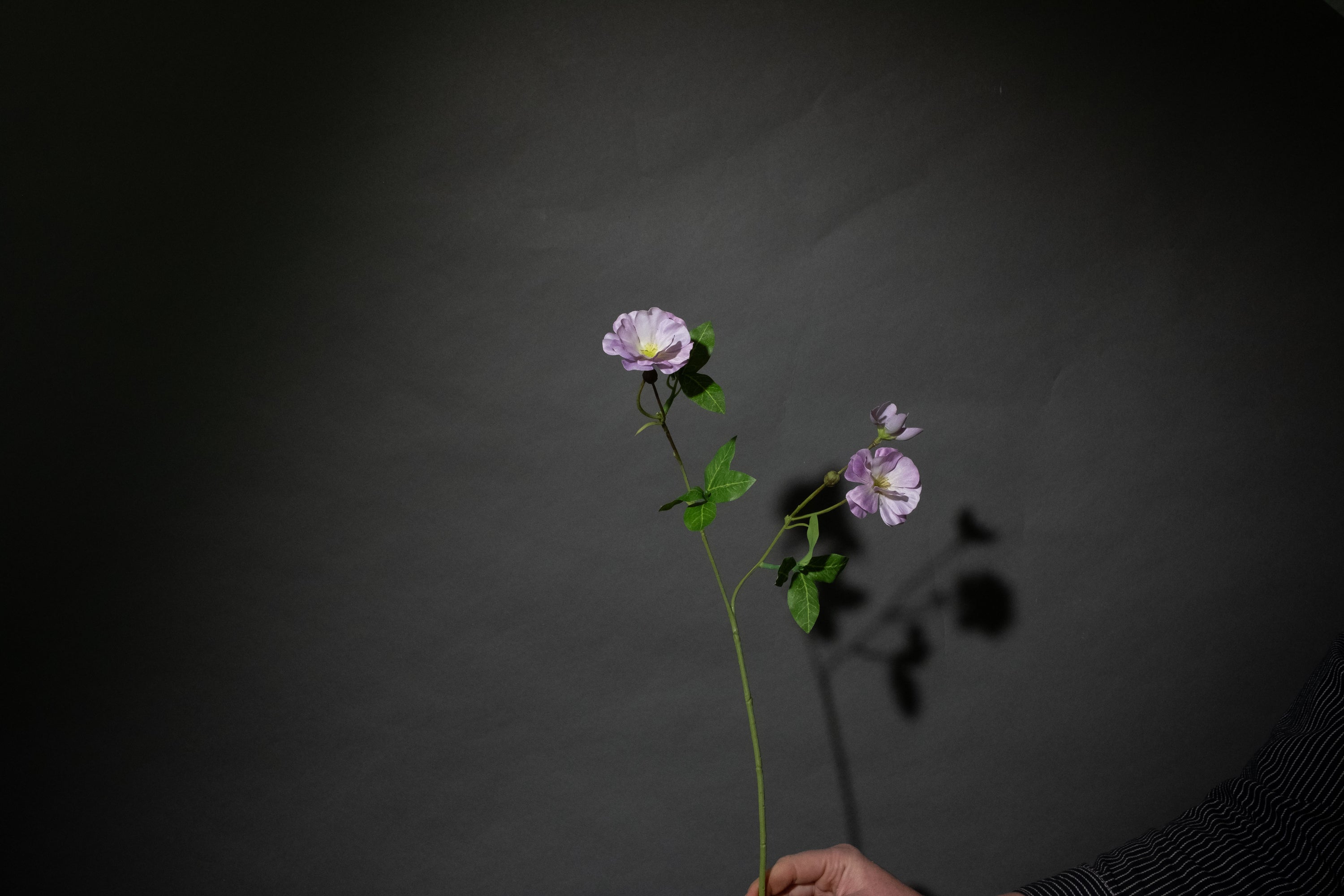 Lavendel Ranunculus