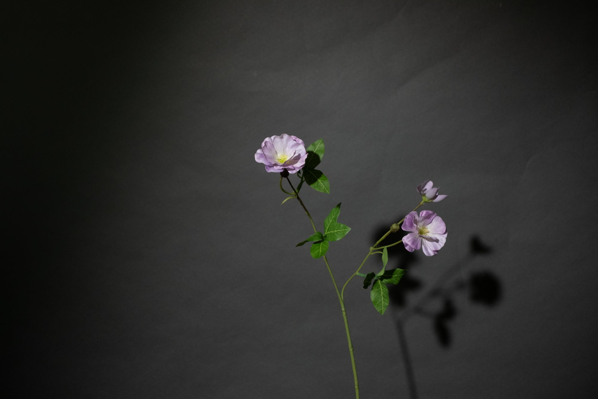 Lavendel Ranunculus