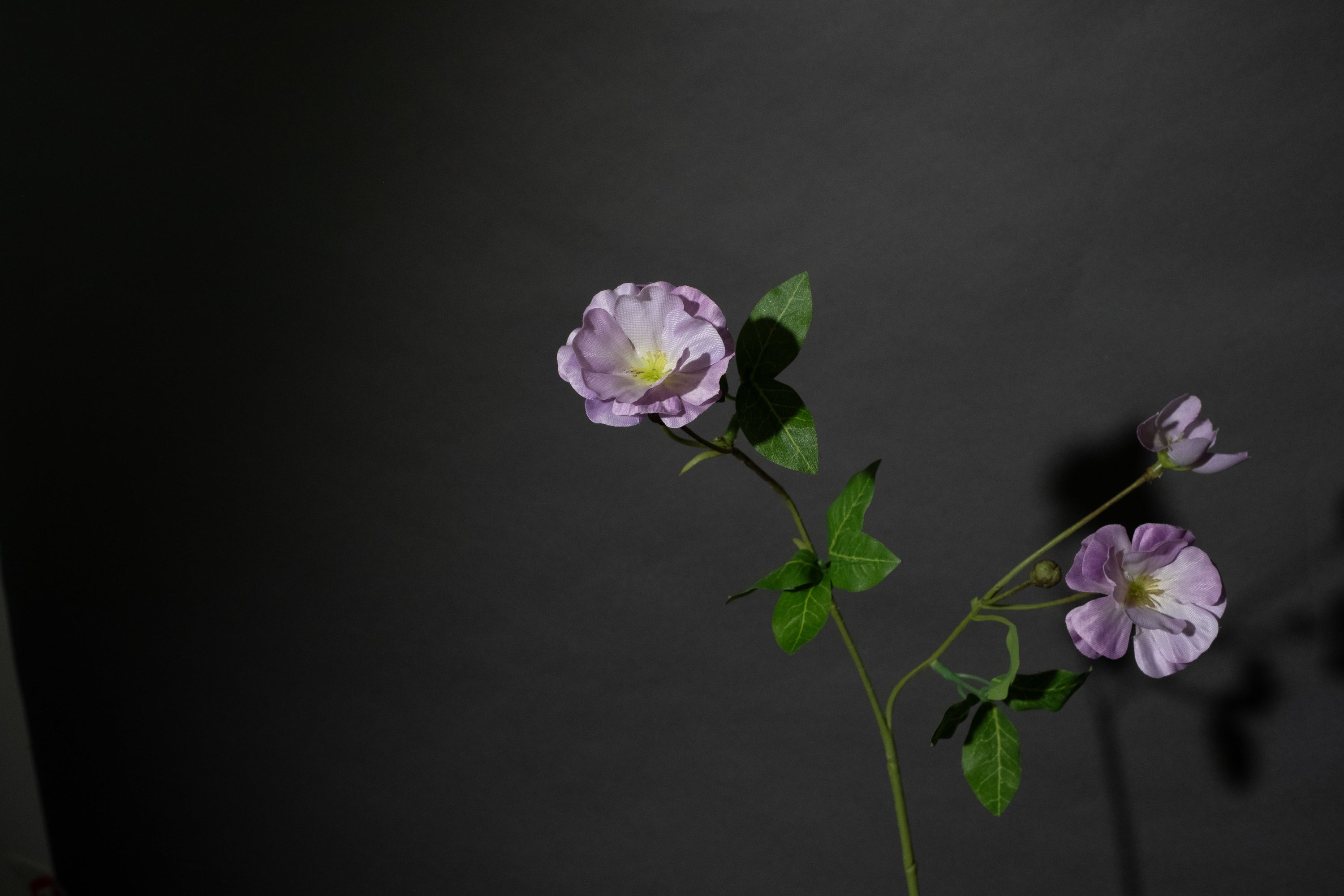 Lavendel Ranunculus