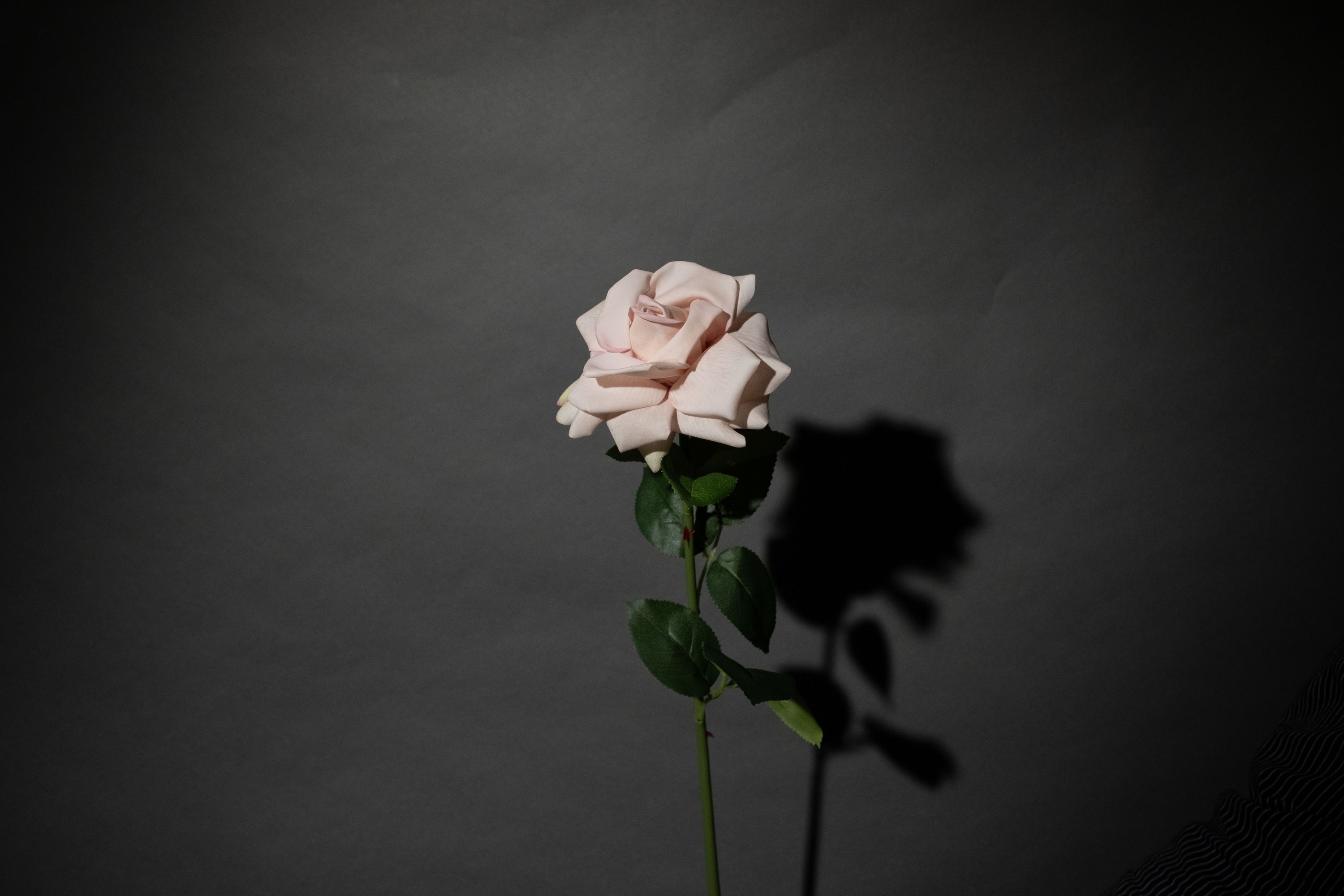 Cremerosa Rose
