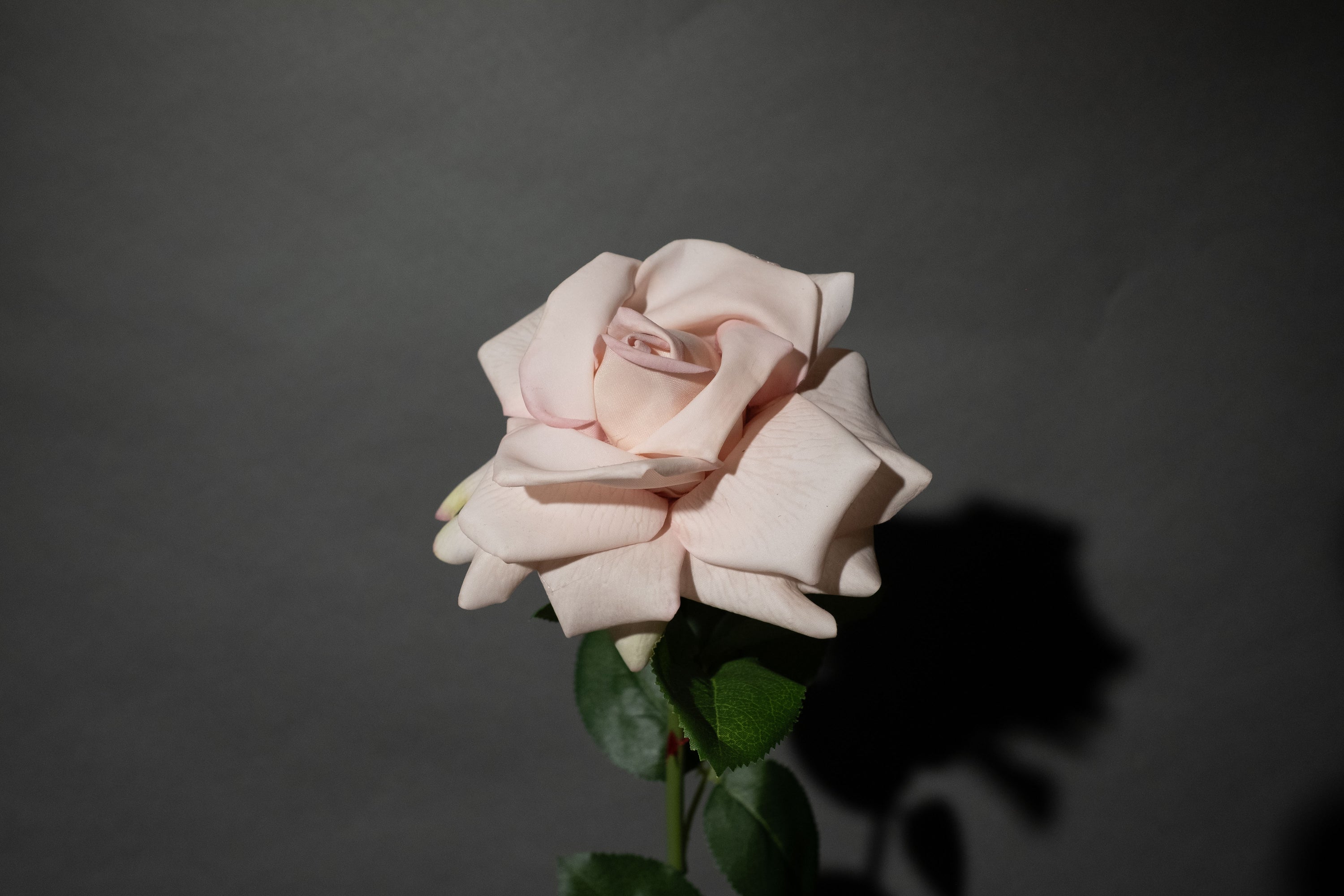 Cremerosa Rose