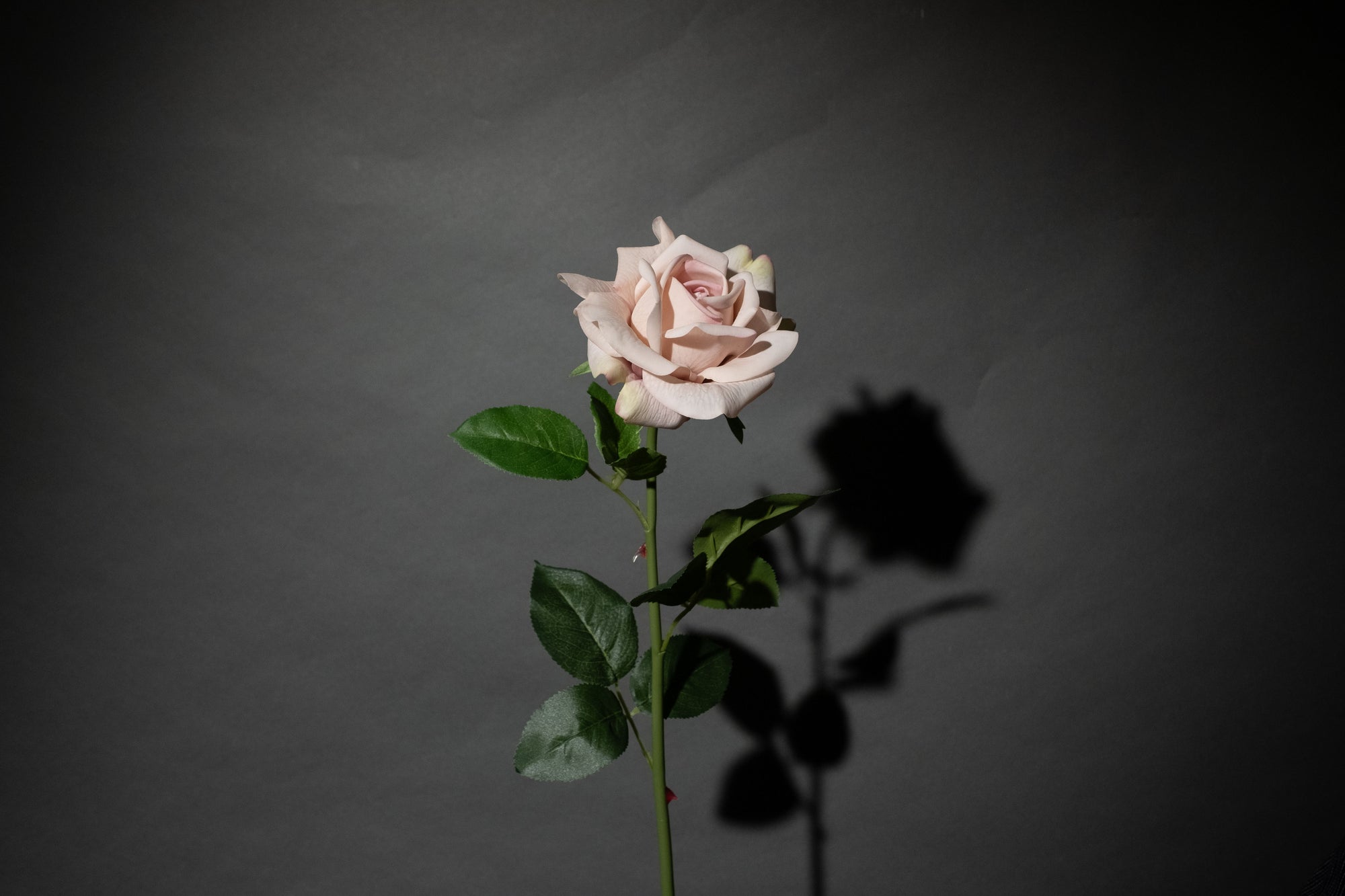 Cremerosa Rose