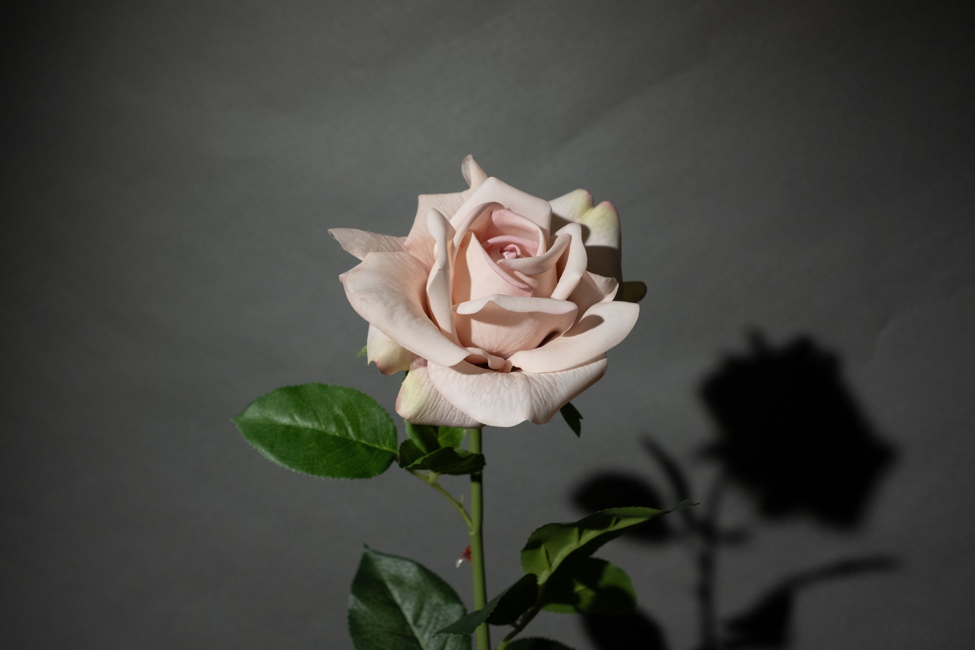 Cremerosa Rose