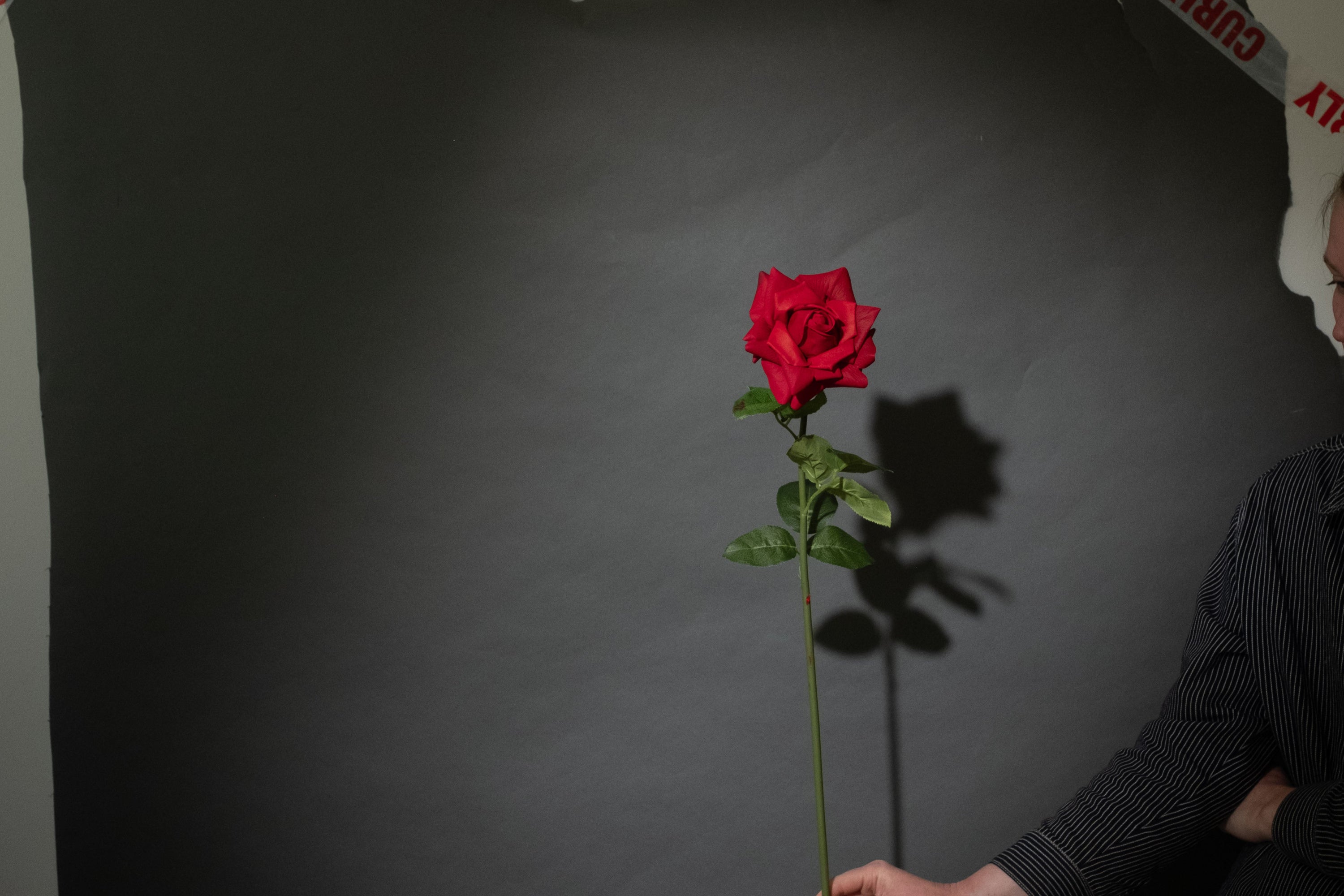 Rote Rose