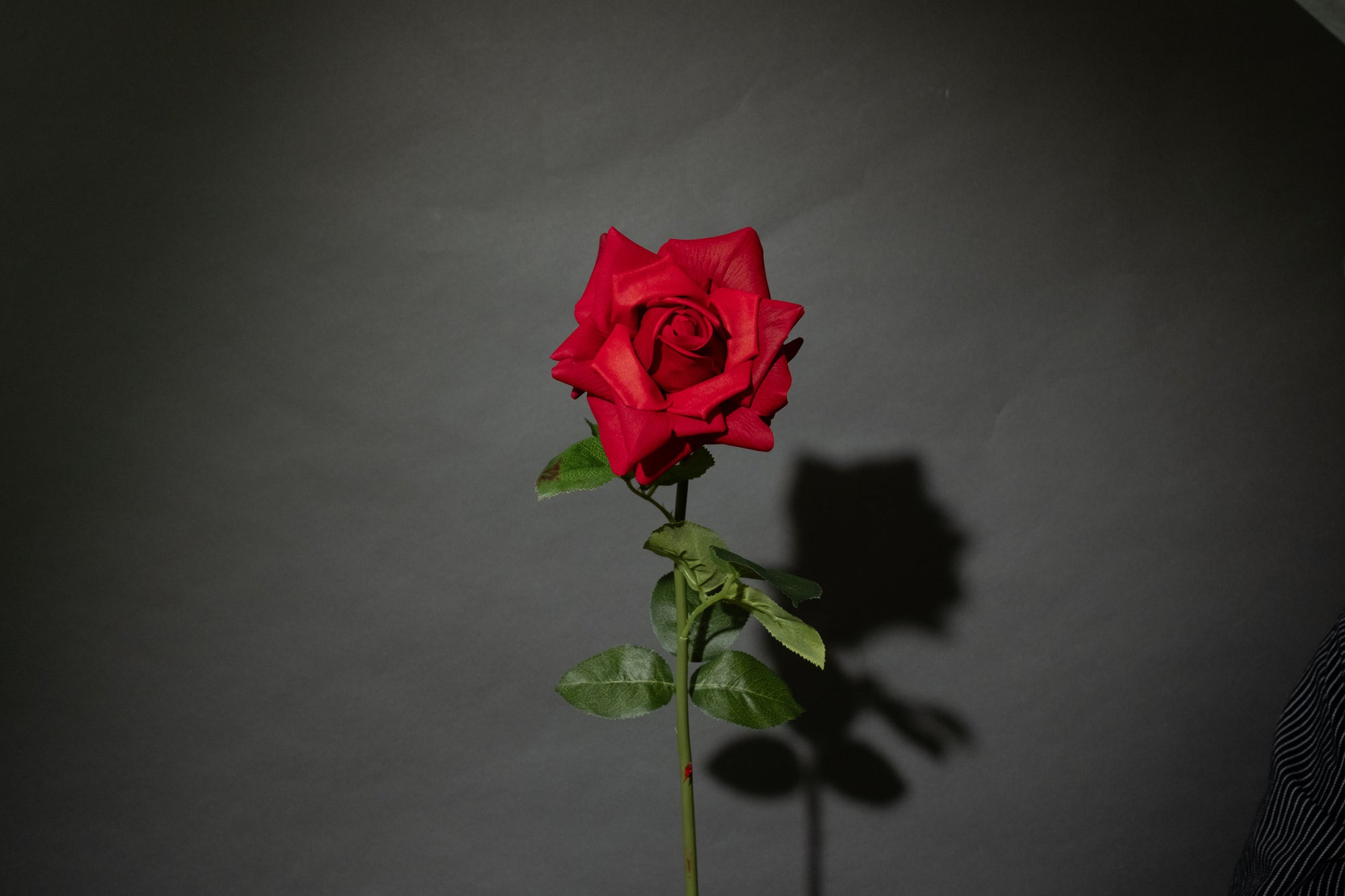 Rote Rose