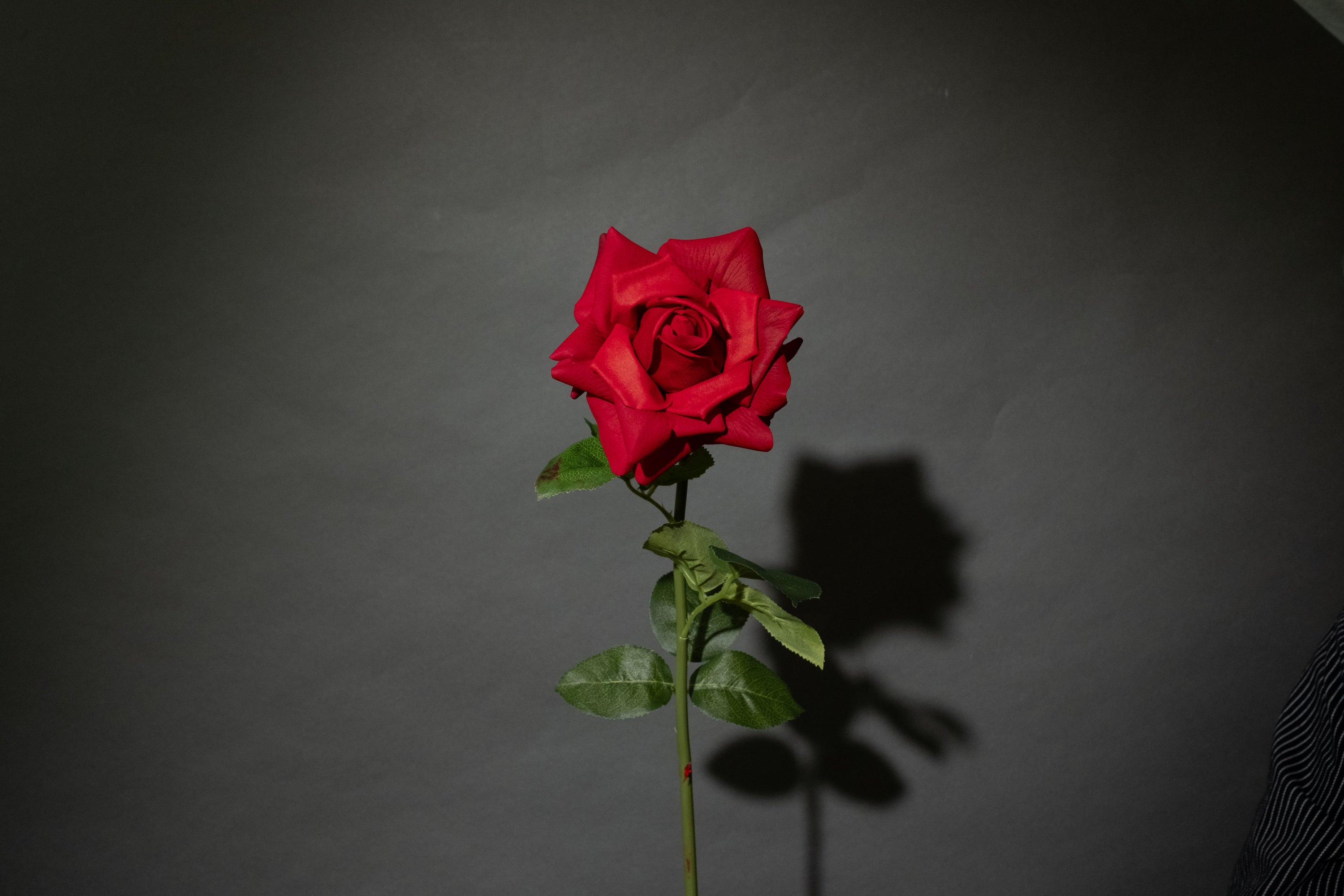 Rote Rose