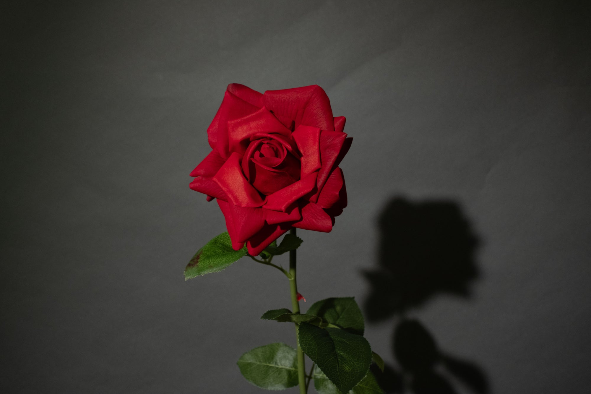 Rote Rose
