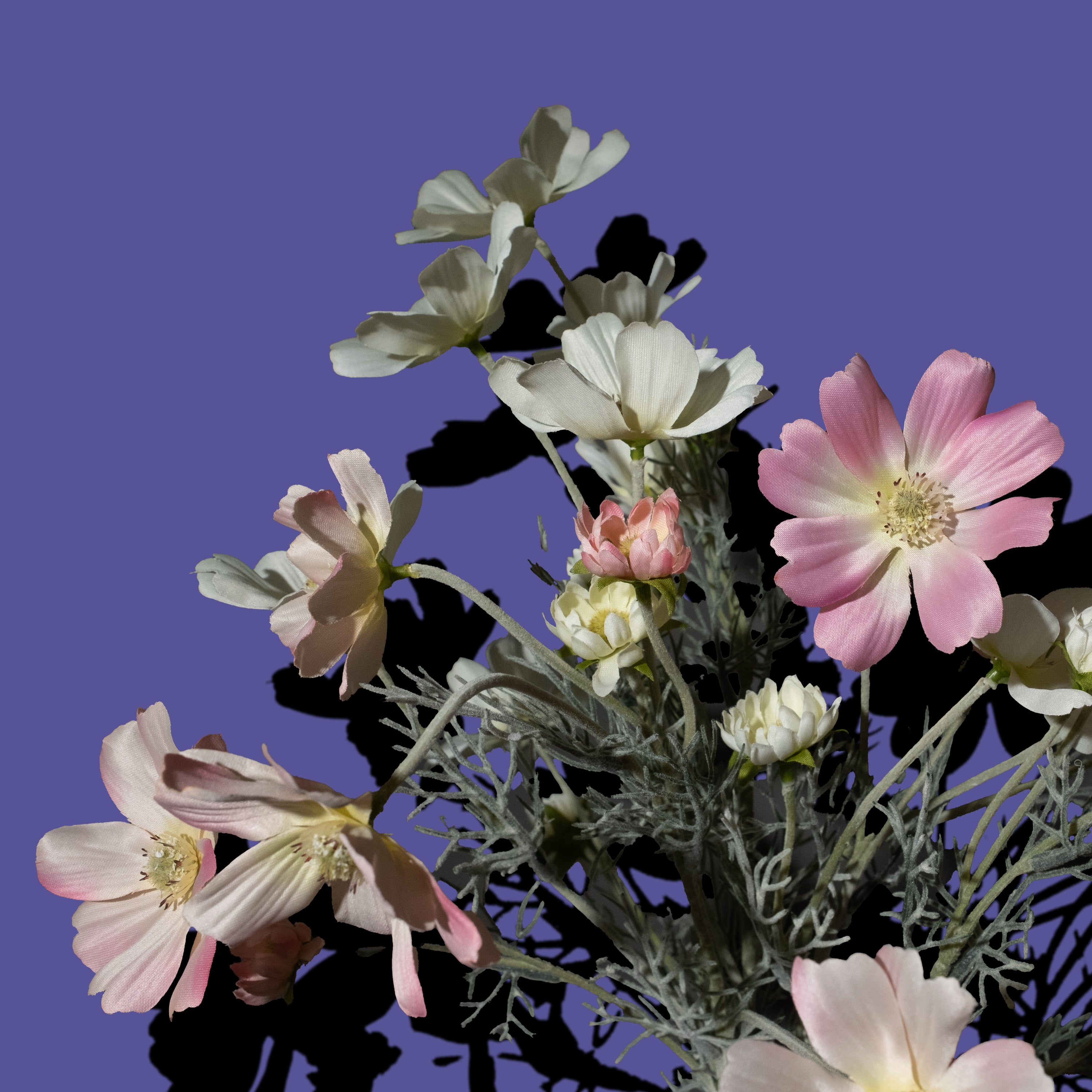 Pink Cosmos