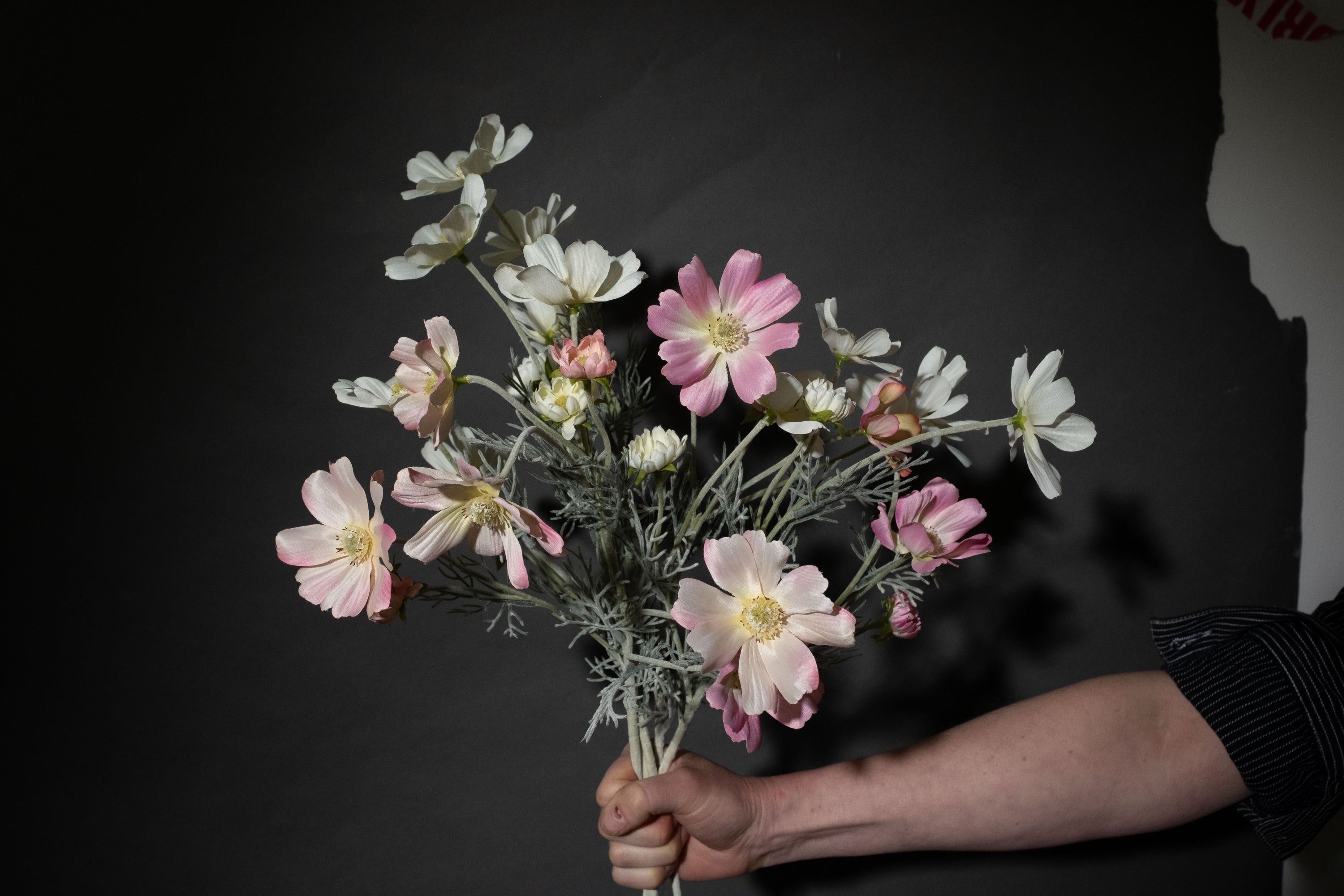 Pink Cosmos