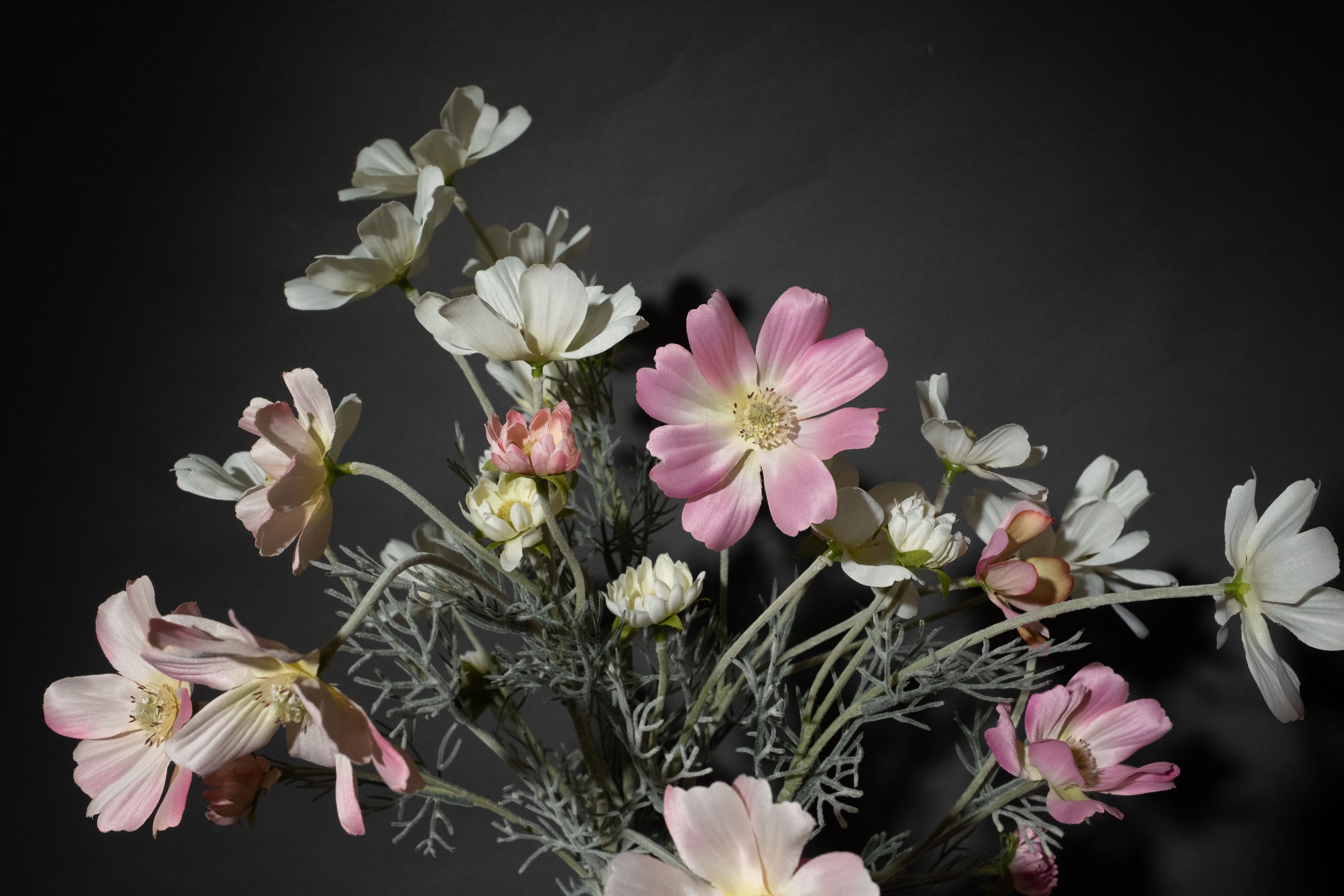 Pink Cosmos