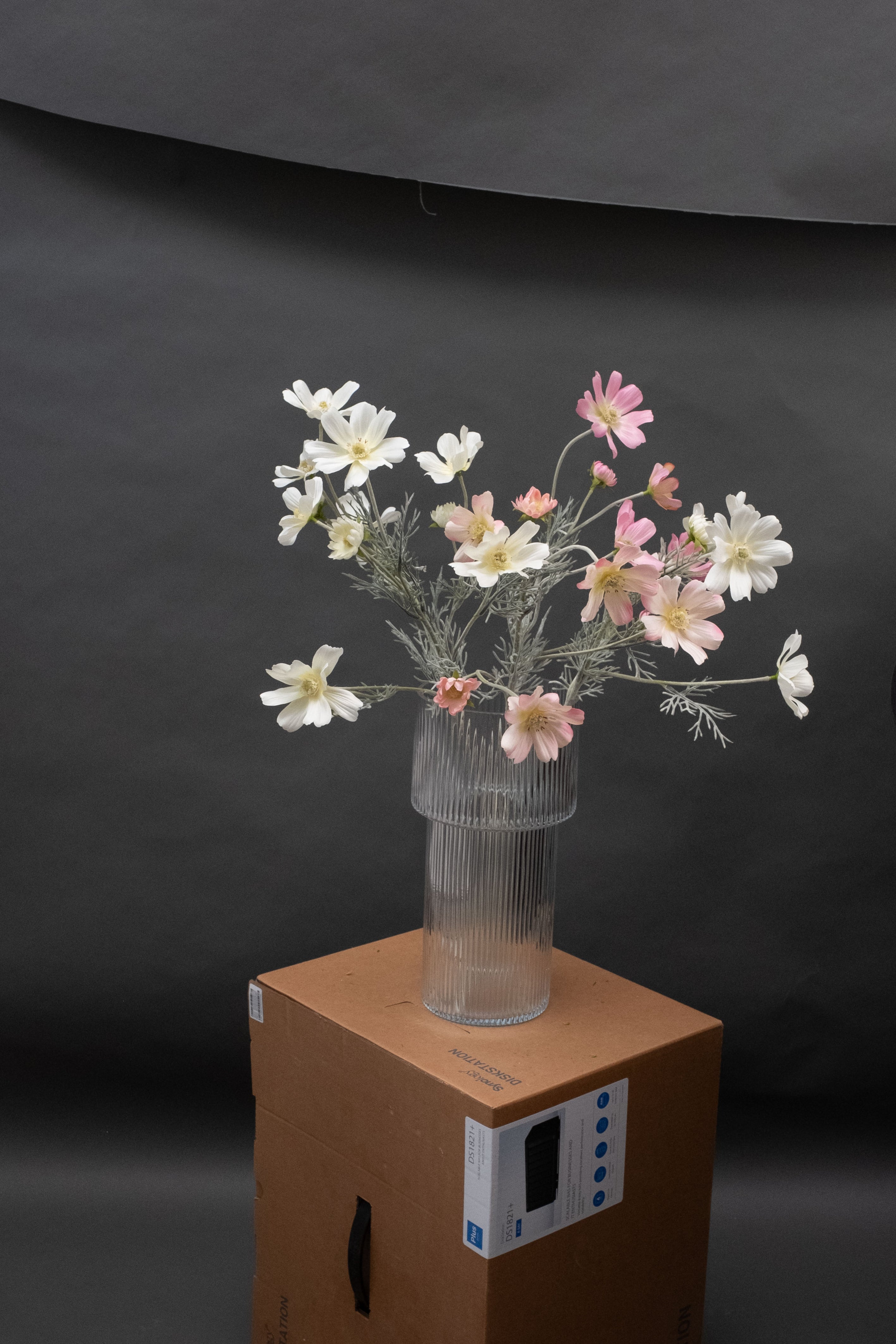 Pink Cosmos