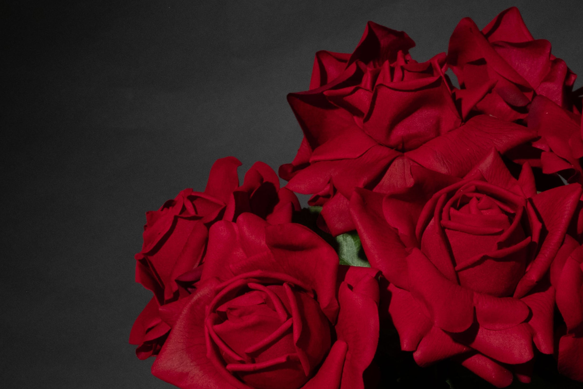 Roter Rosenstrauss