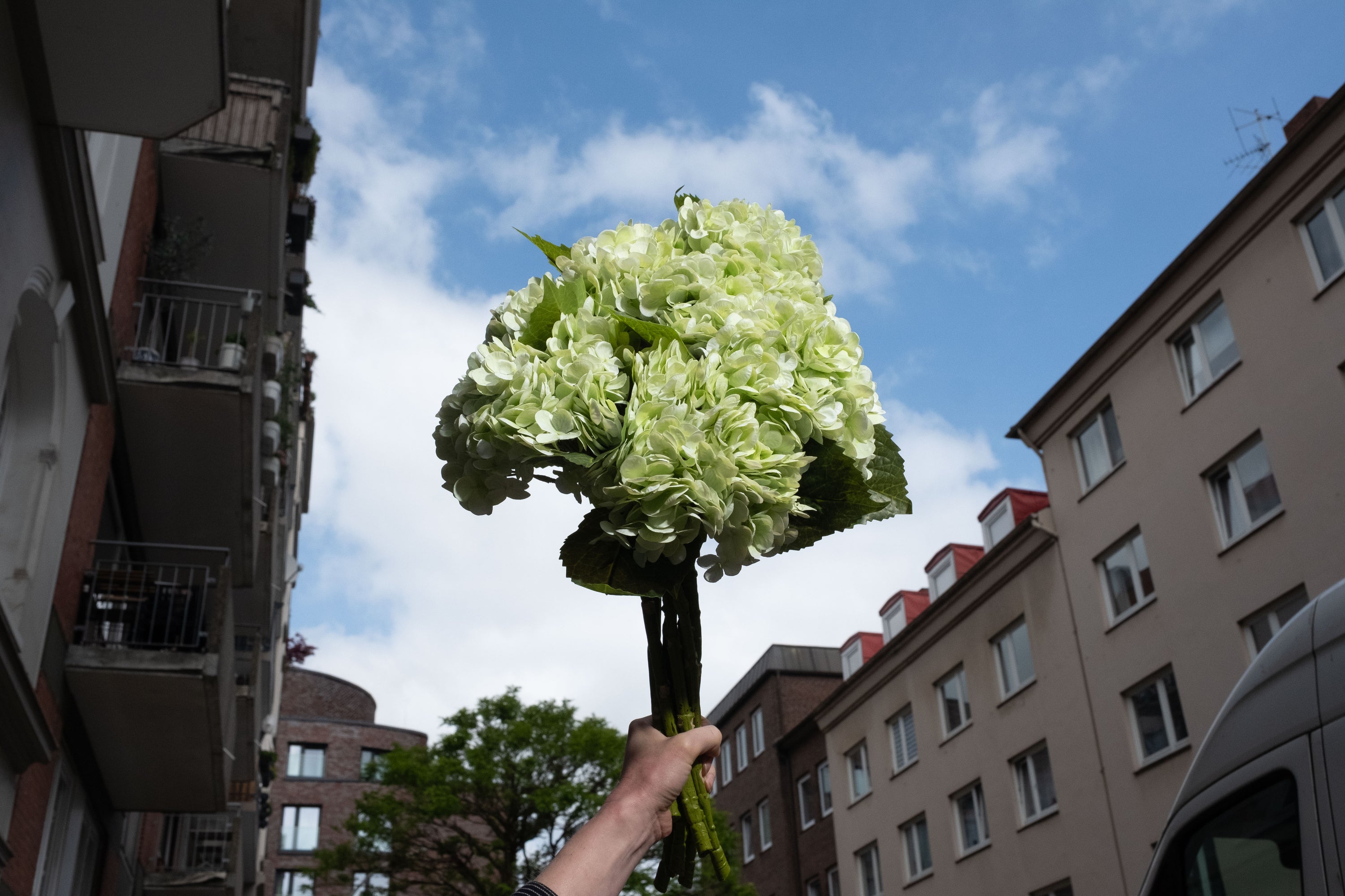 Grüner Hortensien Strauß
