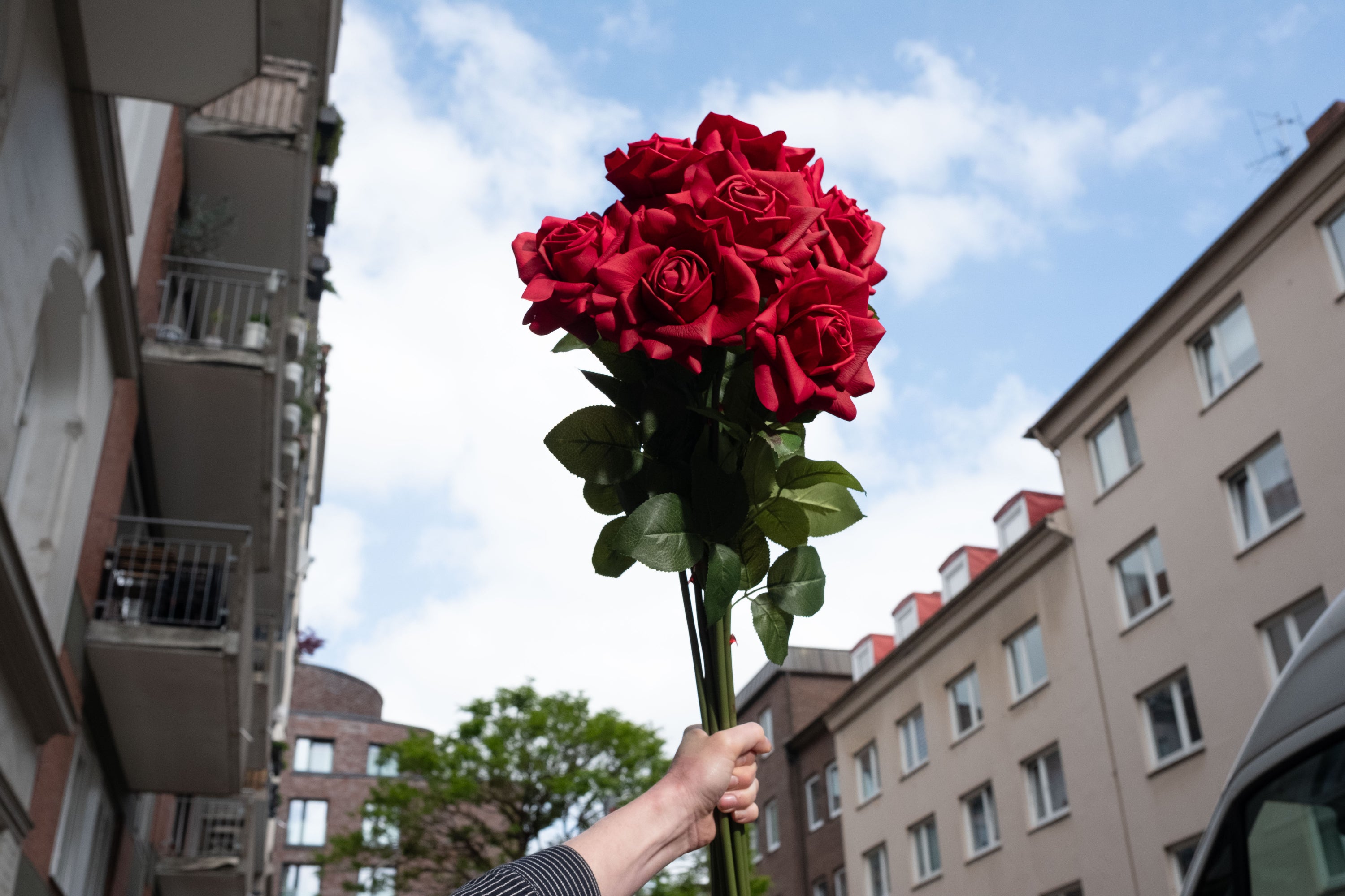 Rote Rose