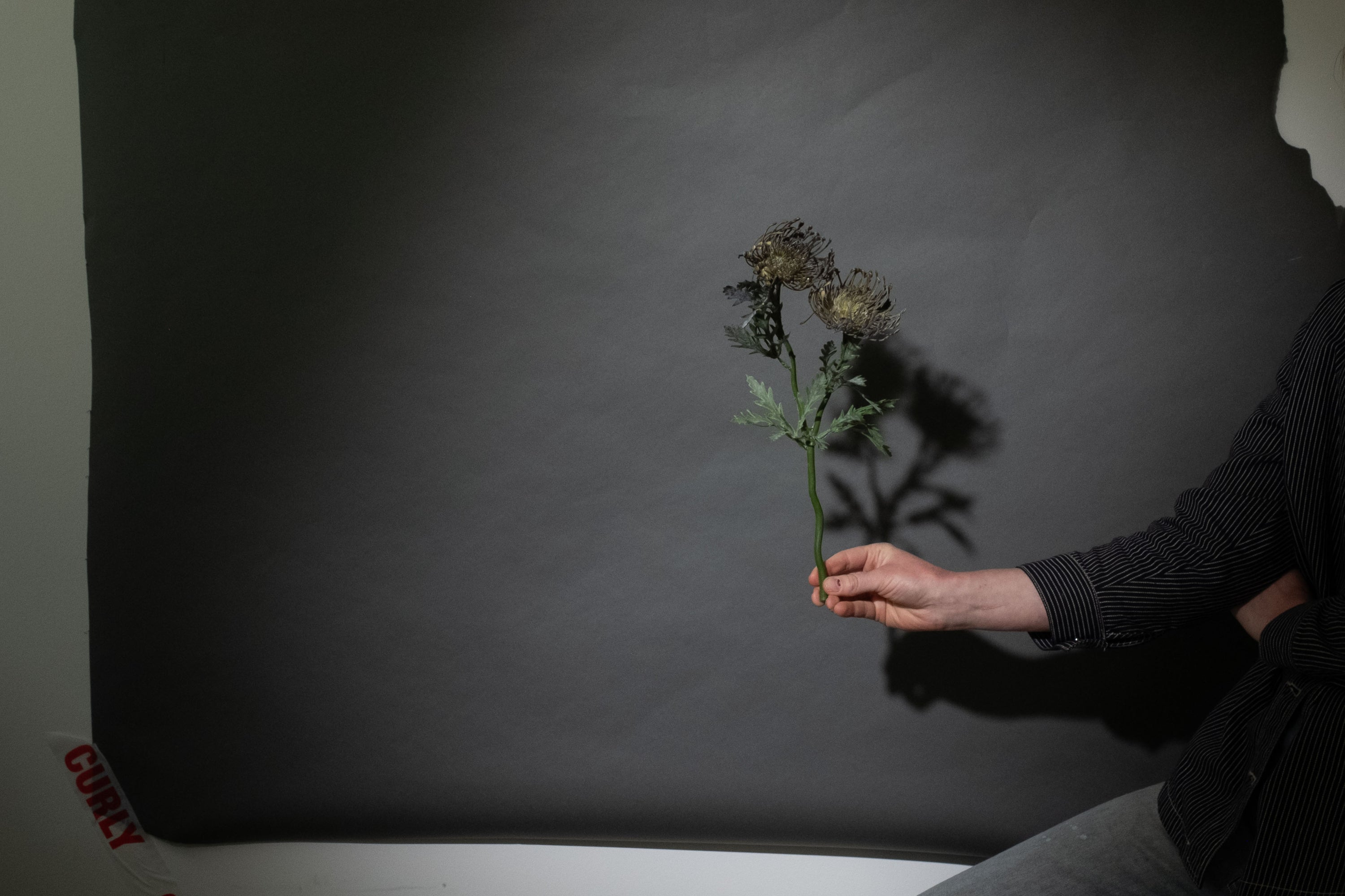 Graue Scabiosa