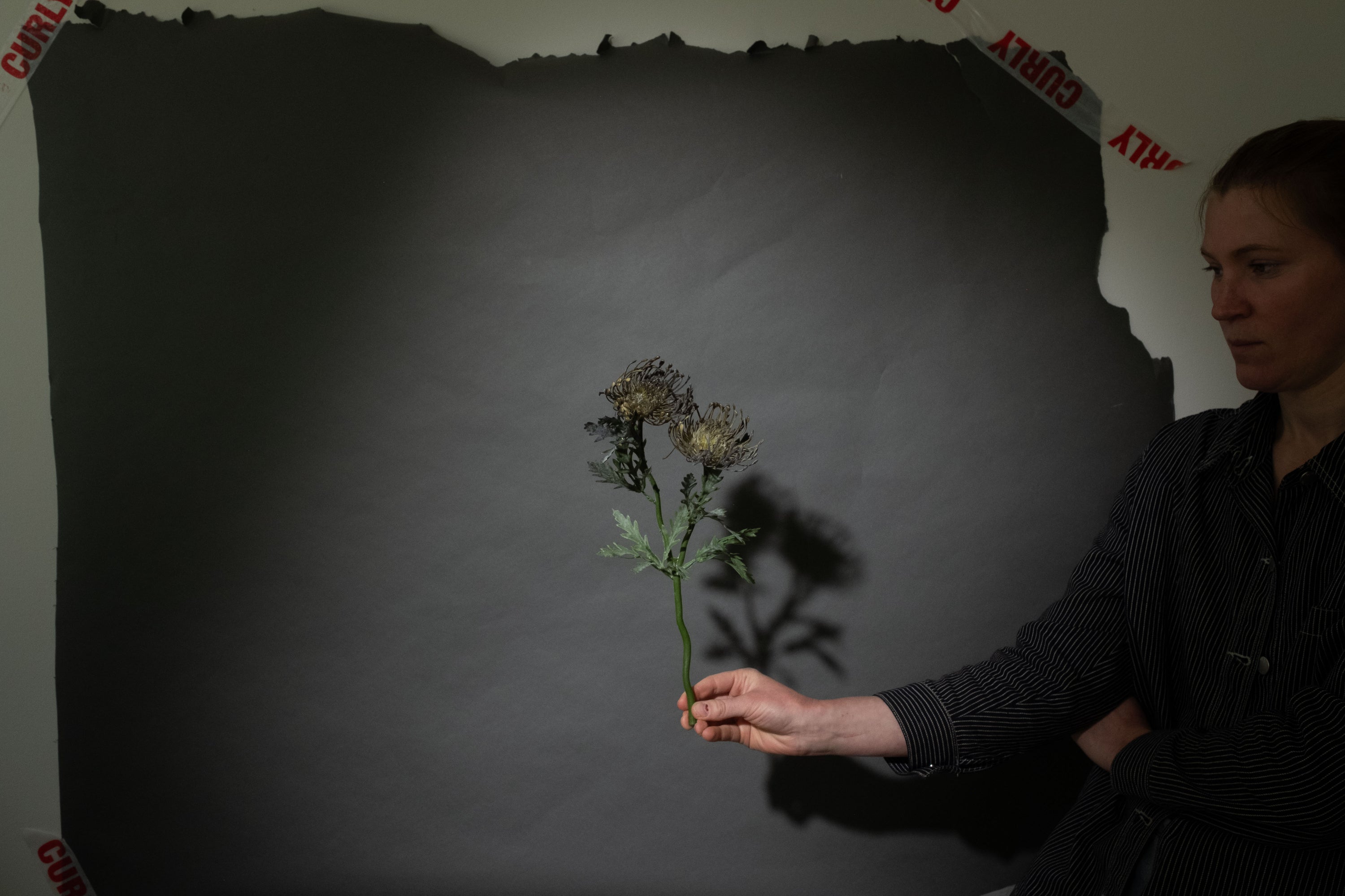 Graue Scabiosa