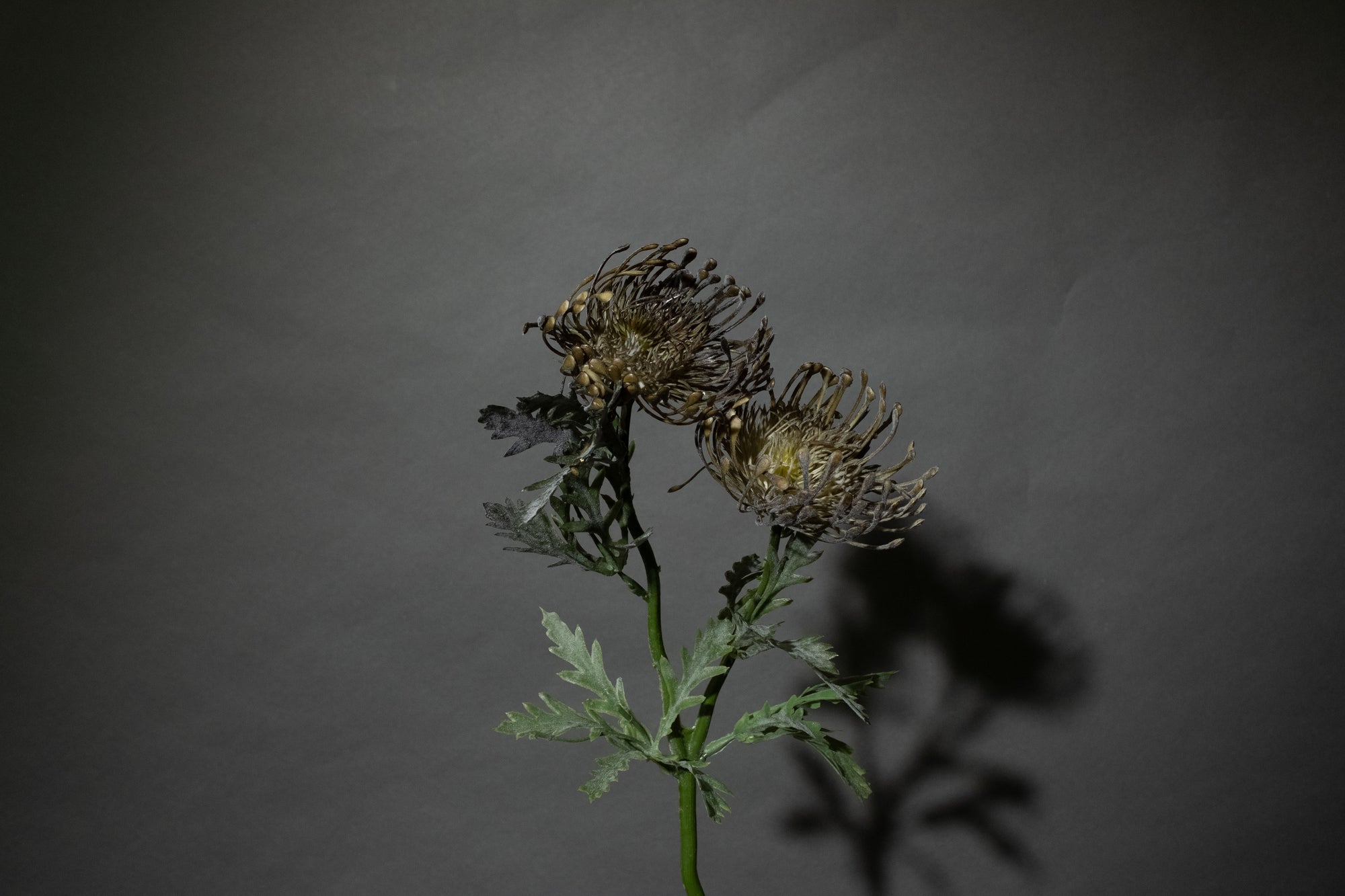 Graue Scabiosa
