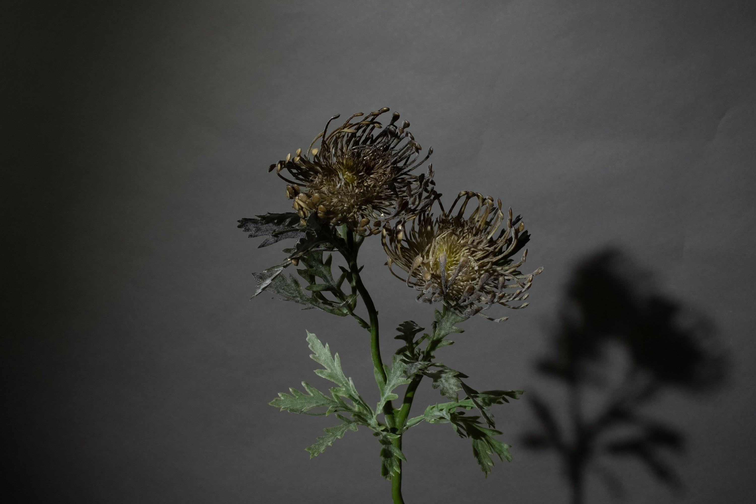 Graue Scabiosa