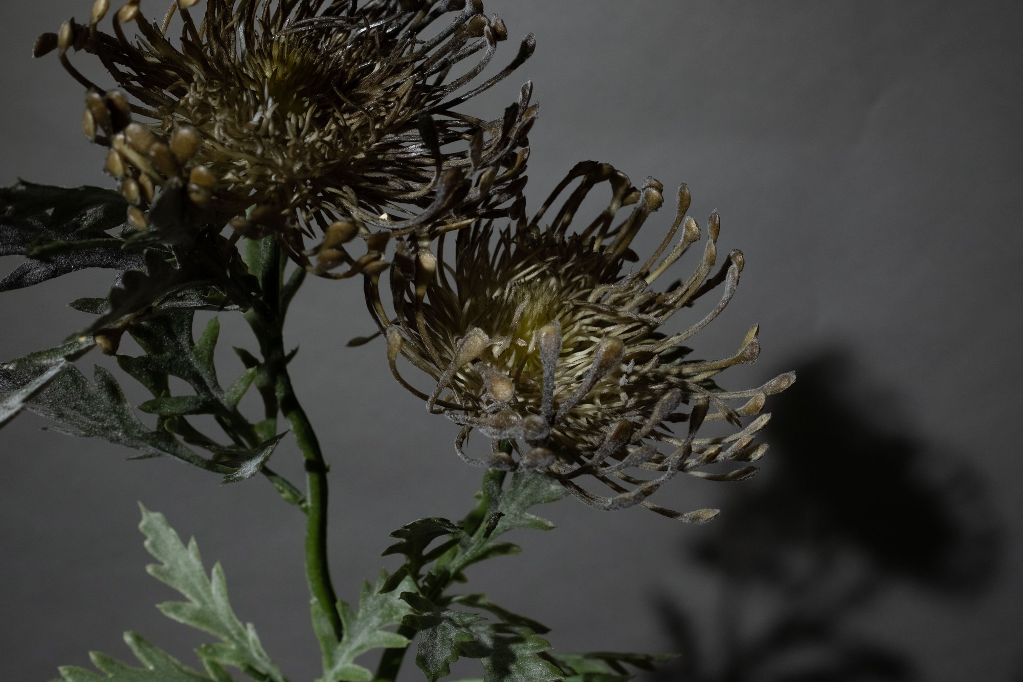 Graue Scabiosa