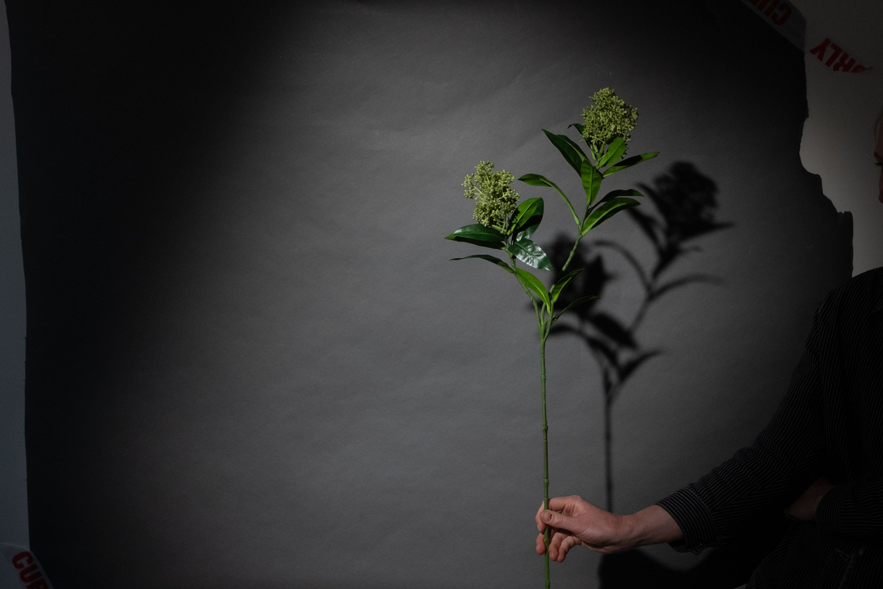 Grüner Skimmia-Beerenzweig