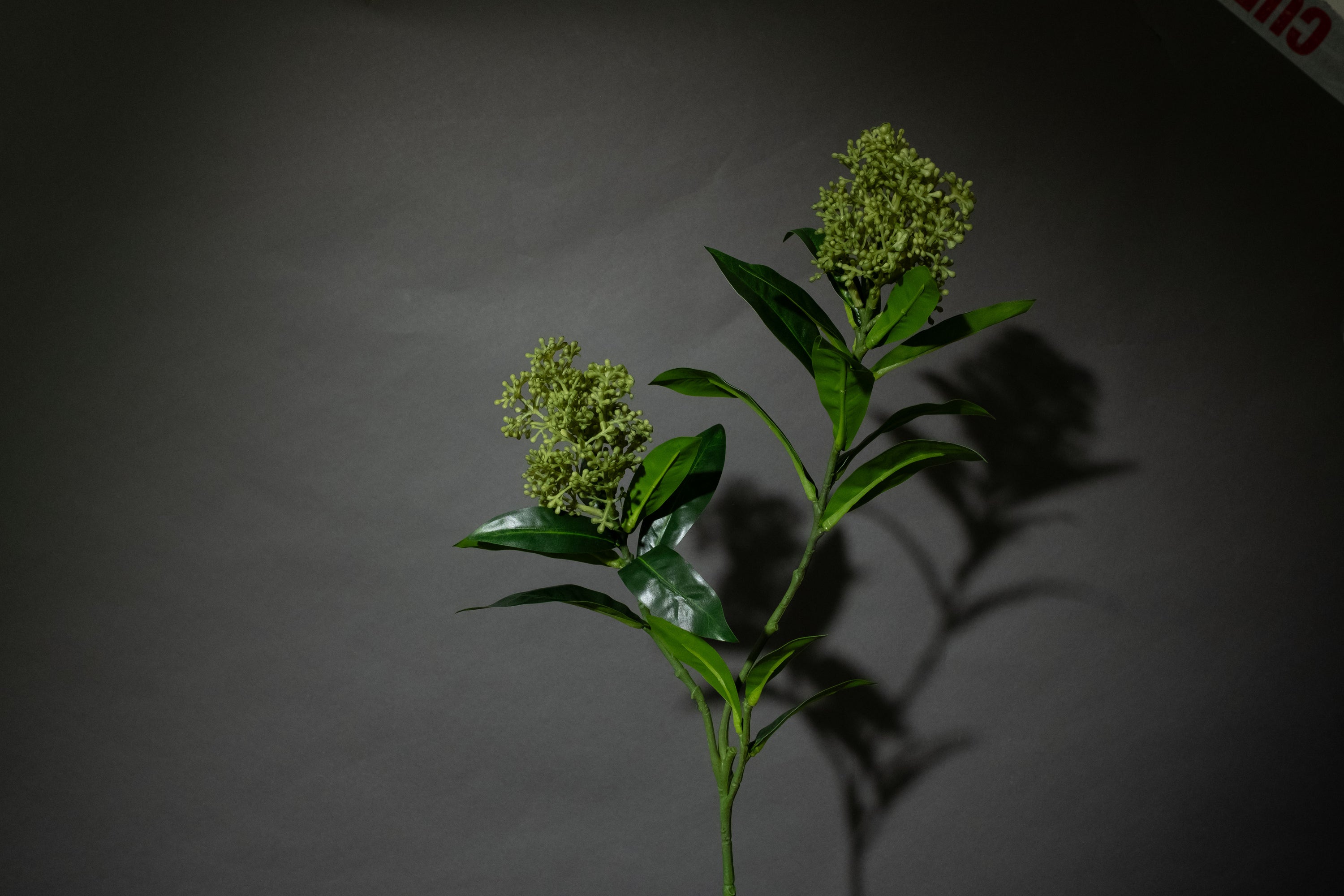 Grüner Skimmia-Beerenzweig