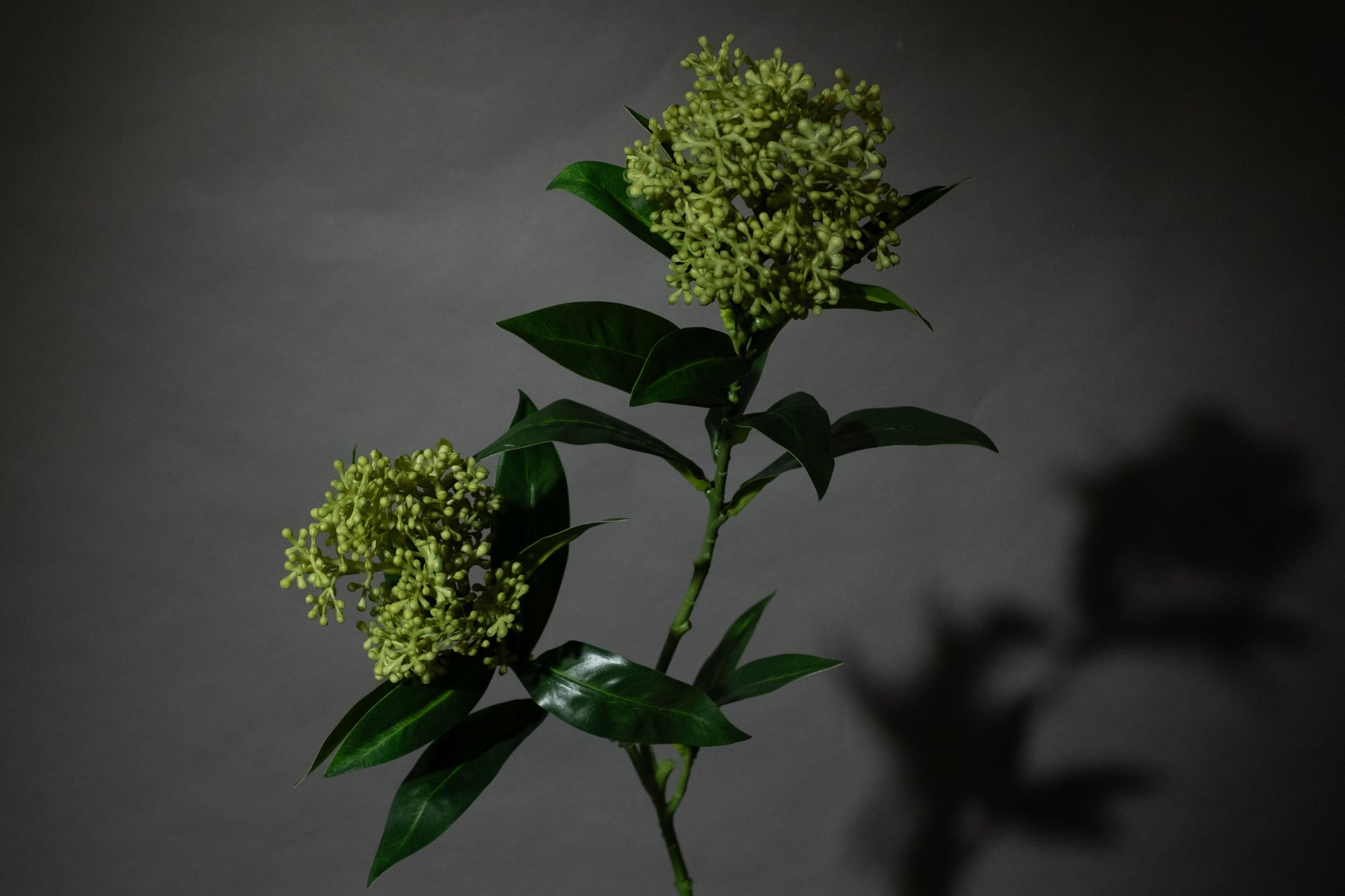 Grüner Skimmia-Beerenzweig