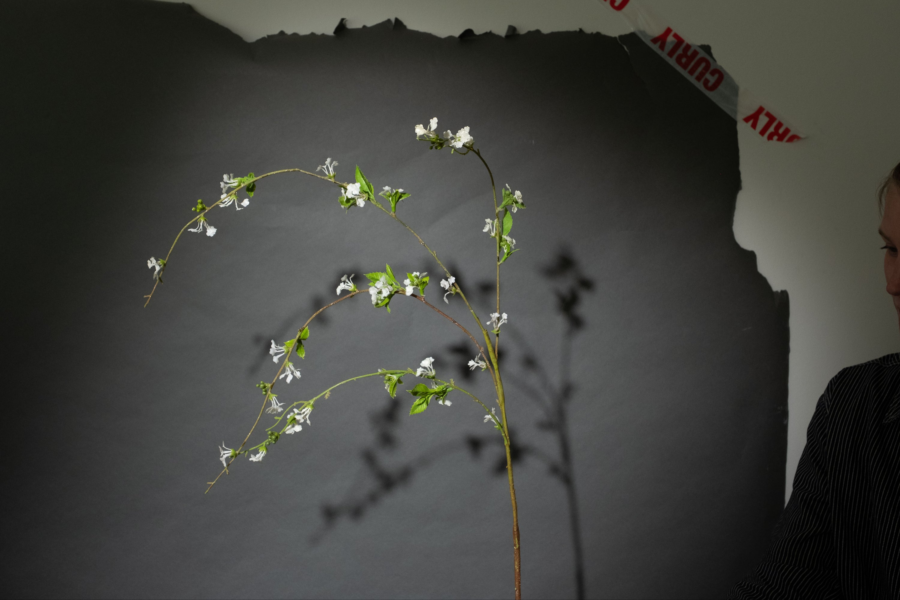 Weiße Wildblume