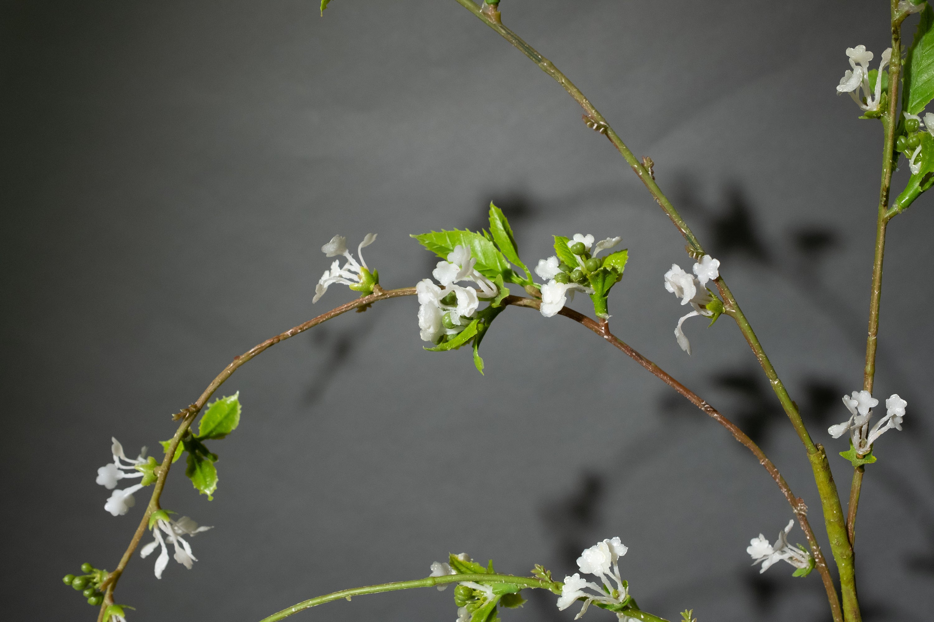 Weiße Wildblume