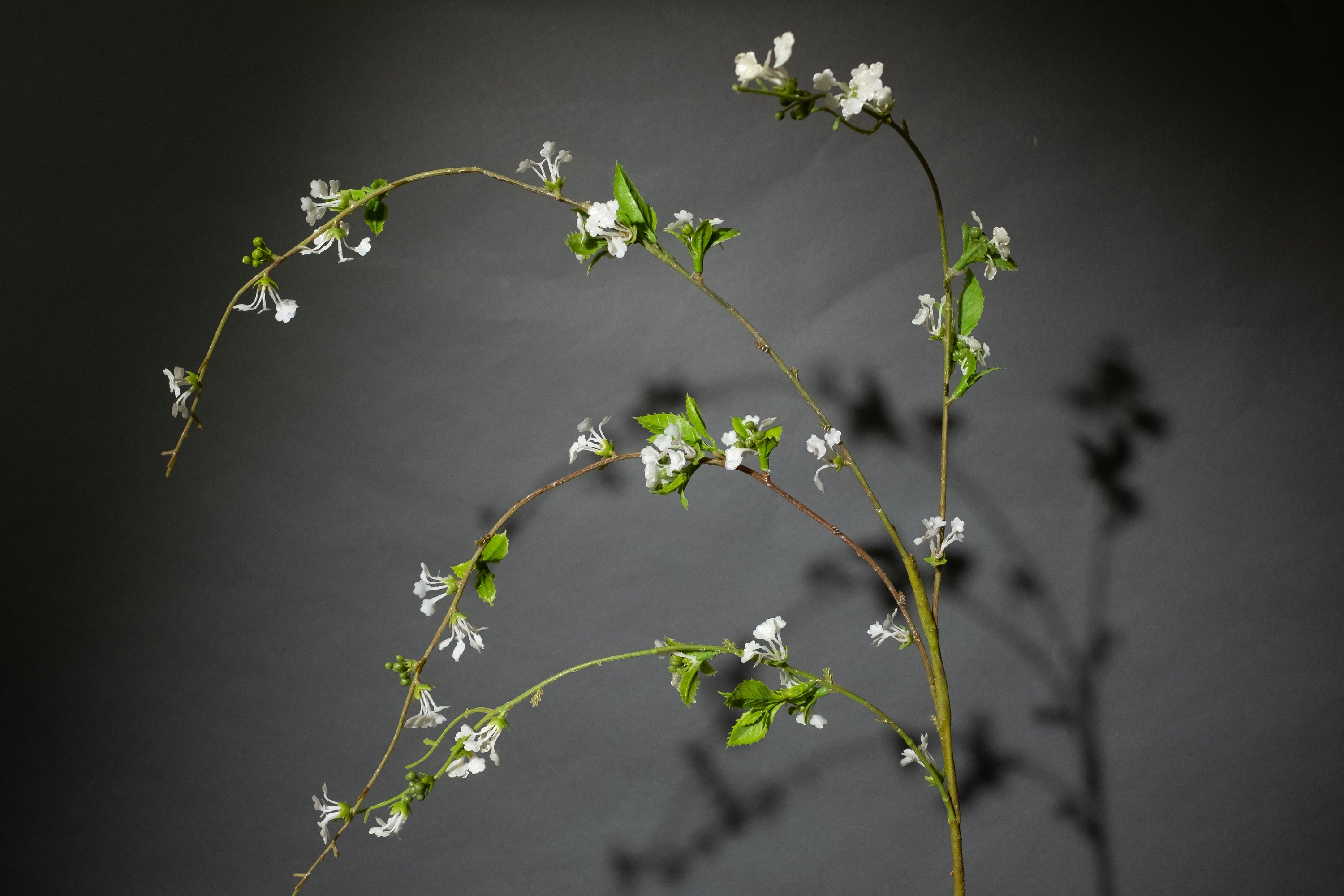 Weiße Wildblume